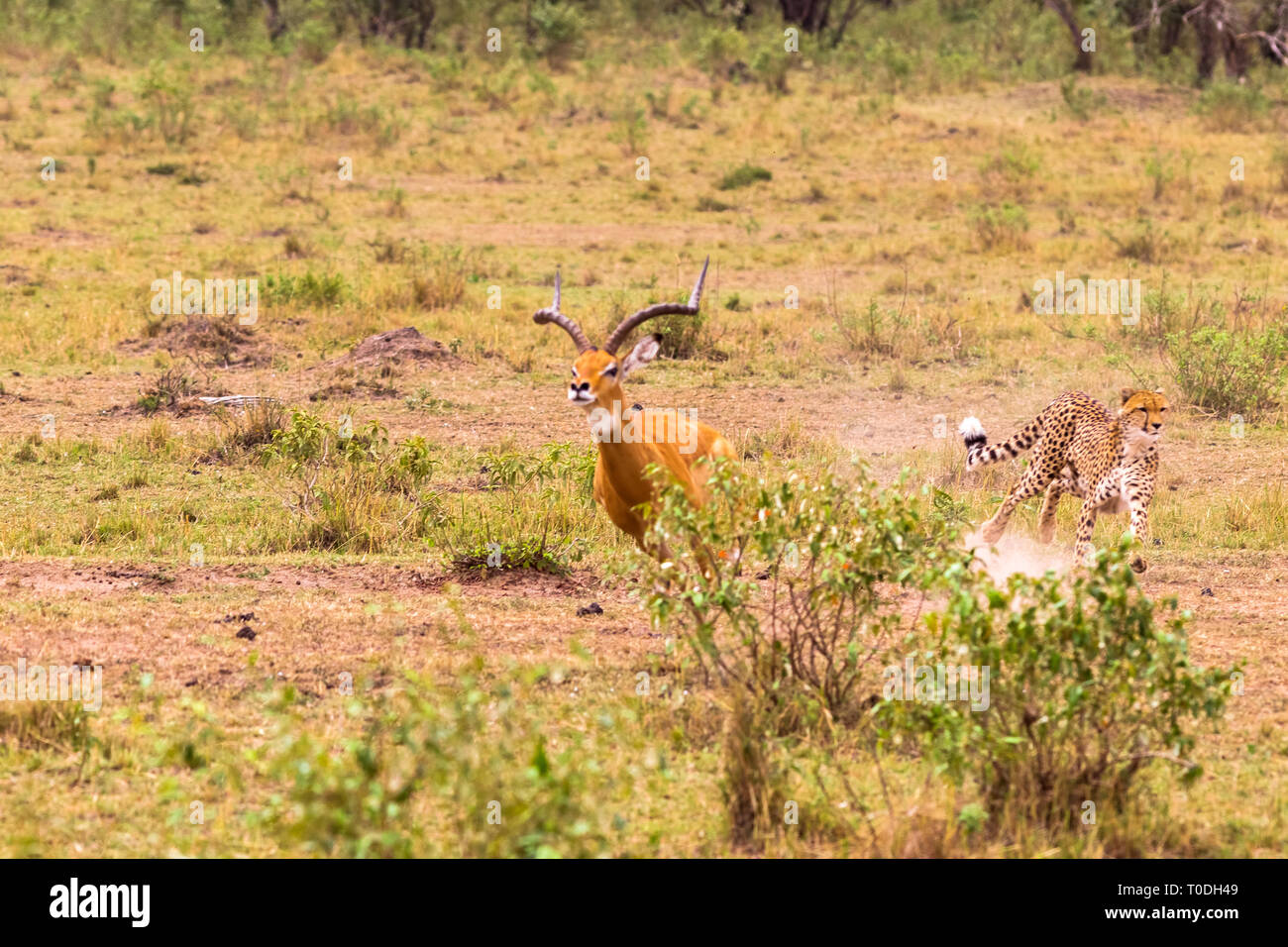 Photo series Cheetah hunting for big Impala. The tenth episode. Masai