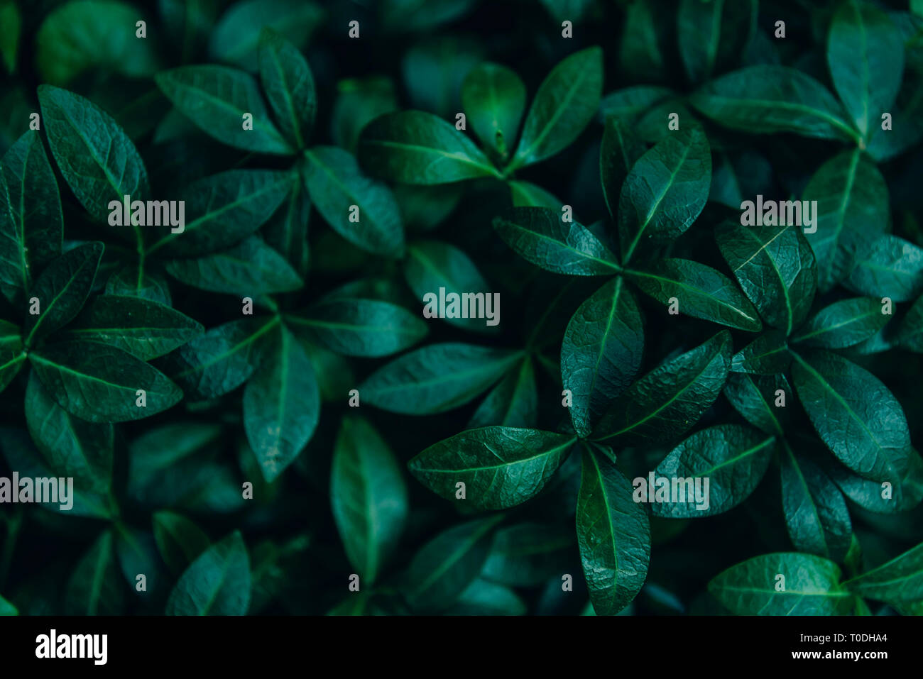 Abstract Natural Leaves Background Dark Green Foliage From Above Plant And Nature Wallpaper Design Ecology And Eco Concept Stock Photo Alamy