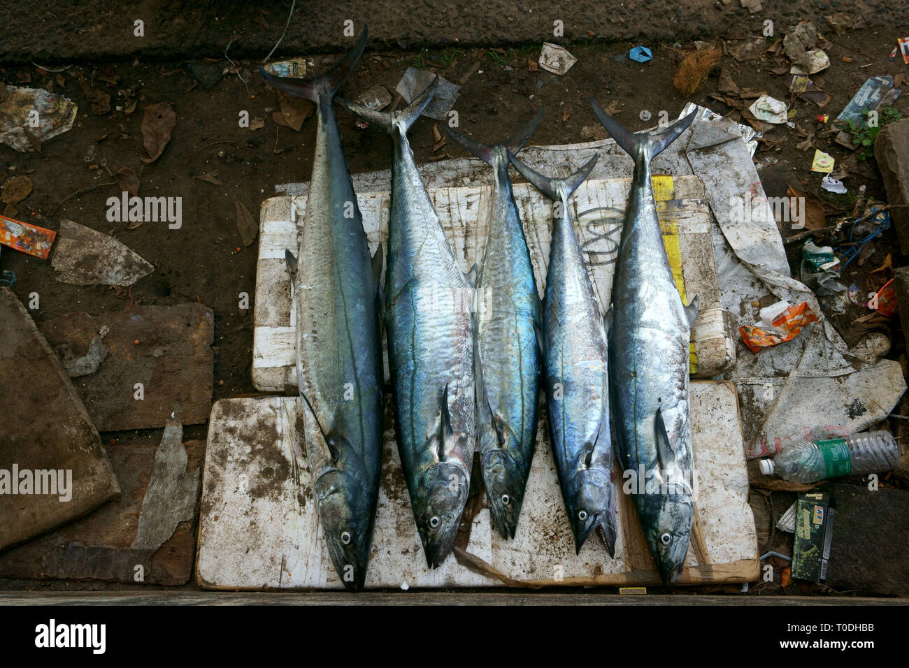 Fresh fish for sale, Fort Kochi, Kochi, Cochin, Kerala, India, Asia