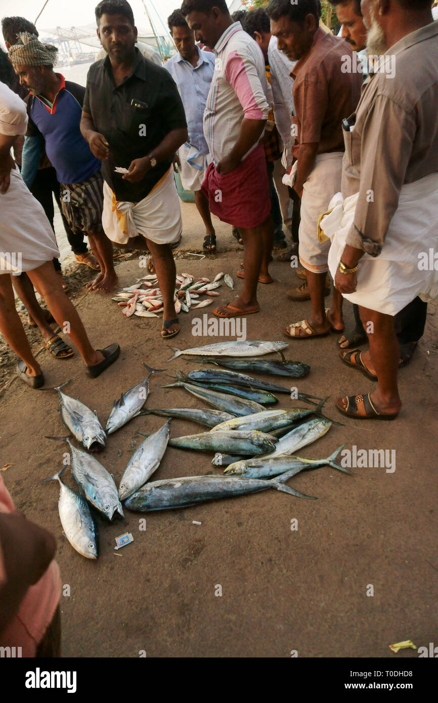 Fishermen with fresh fish, Fort Kochi, Kochi, Cochin, Kerala, India