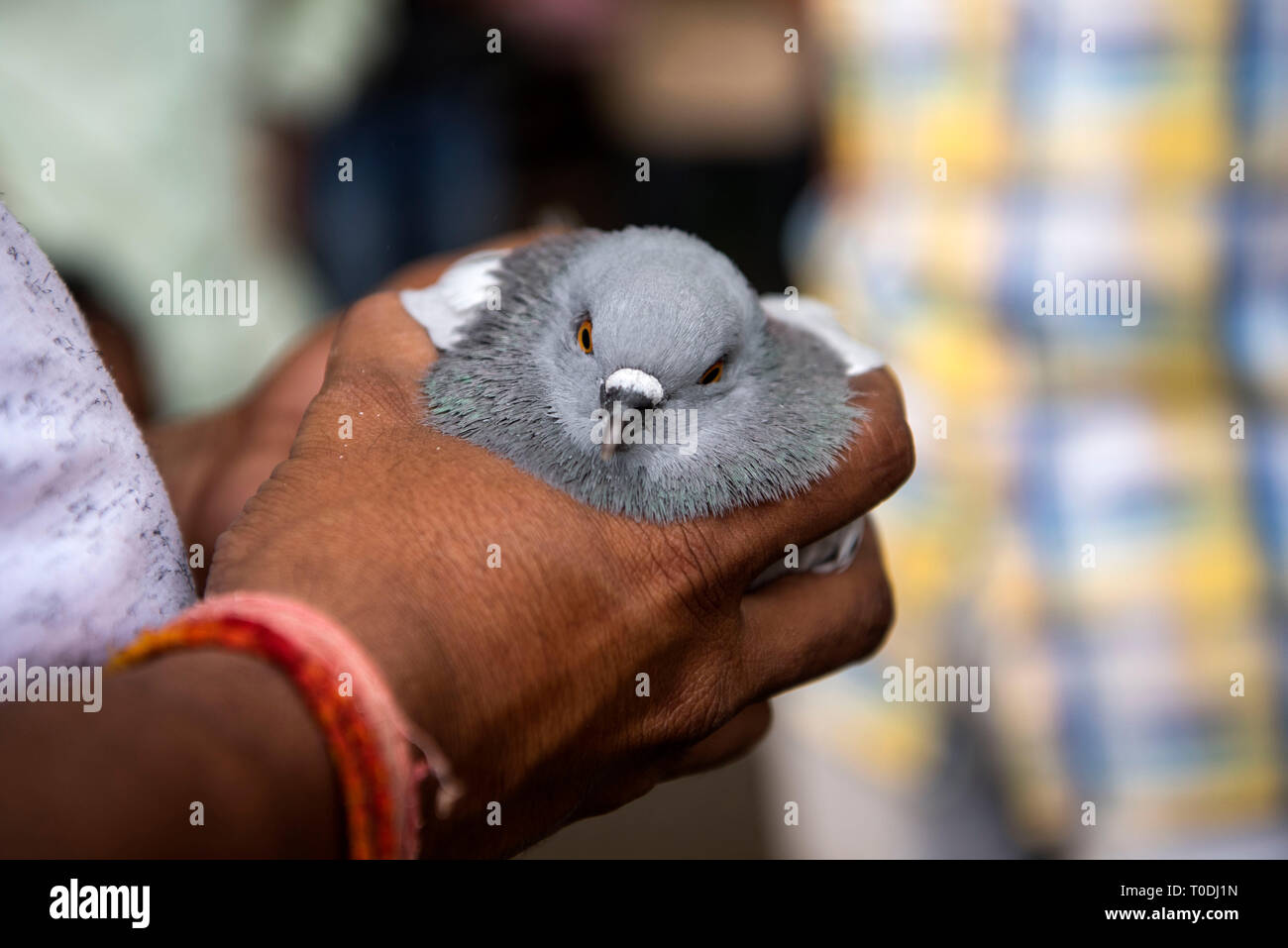 Man checking pigeon before buying, pigeons market, Pune, Maharashtra, India, Asia Stock Photo