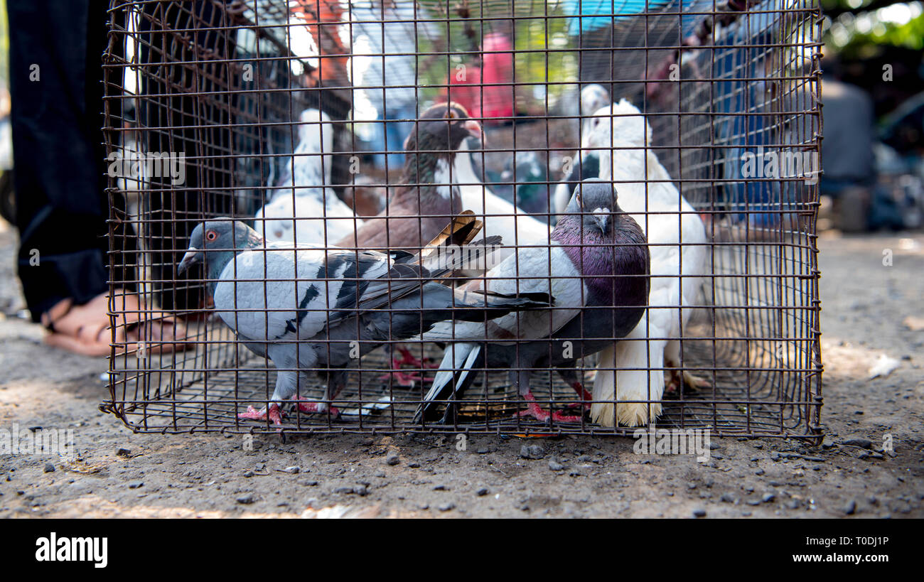 Pigeons in cage, pigeons market, Pune, Maharashtra, India Stock Photo