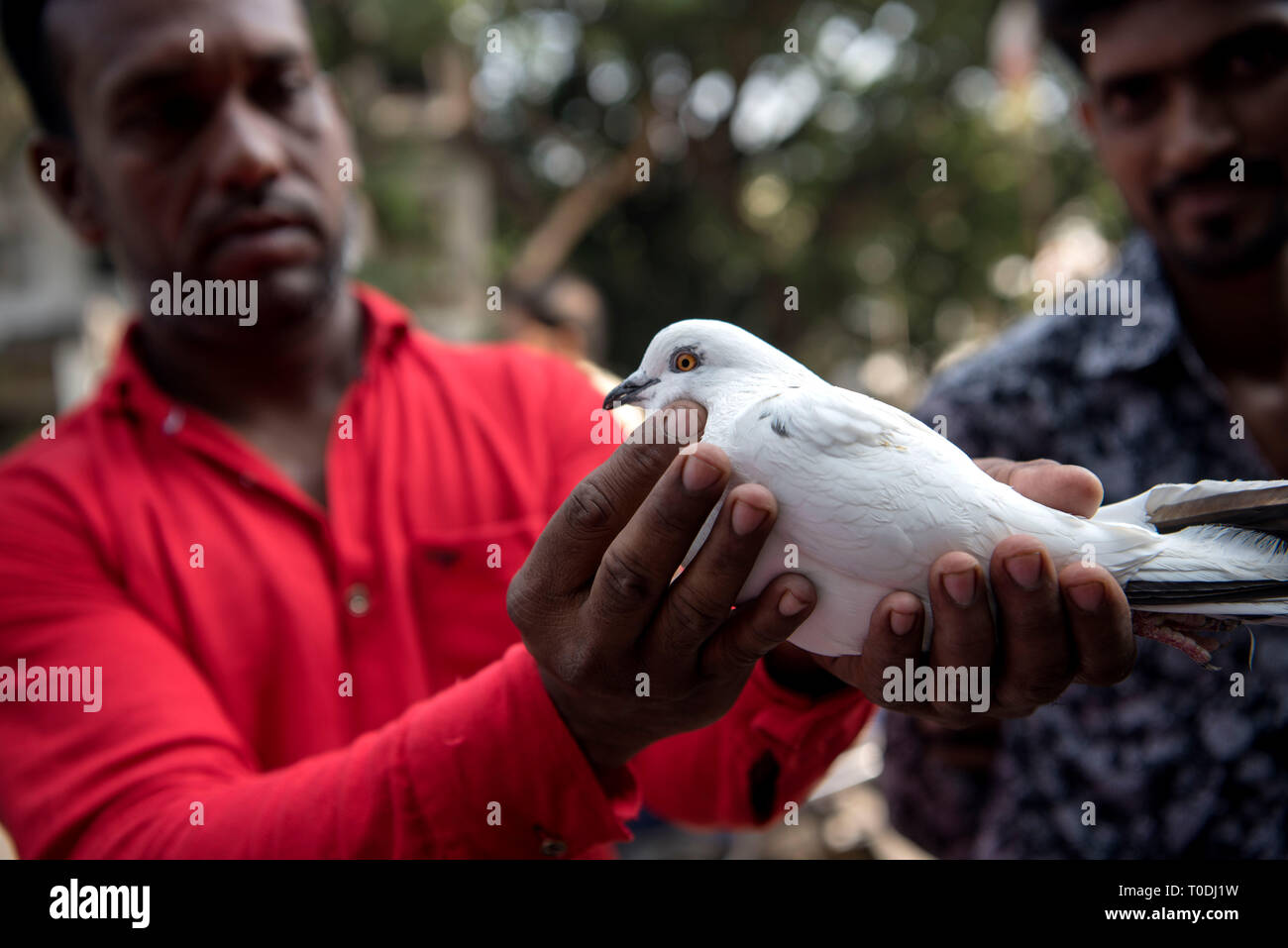Man checking pigeon before buying, pigeons market, Pune, Maharashtra, India, Asia Stock Photo