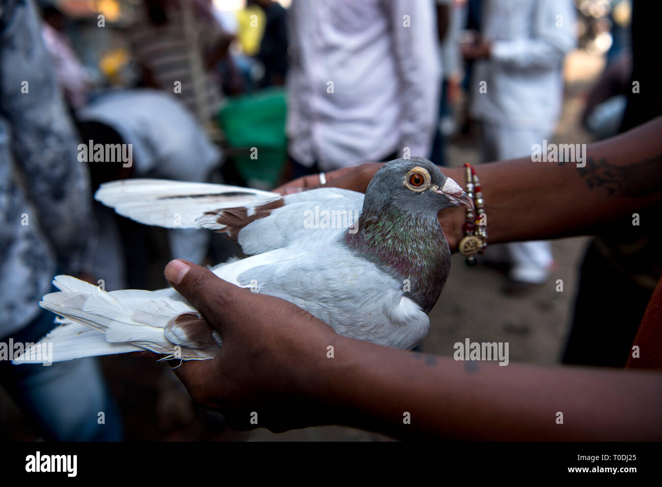 Man checking pigeon before buying, pigeons market, Pune, Maharashtra, India, Asia Stock Photo