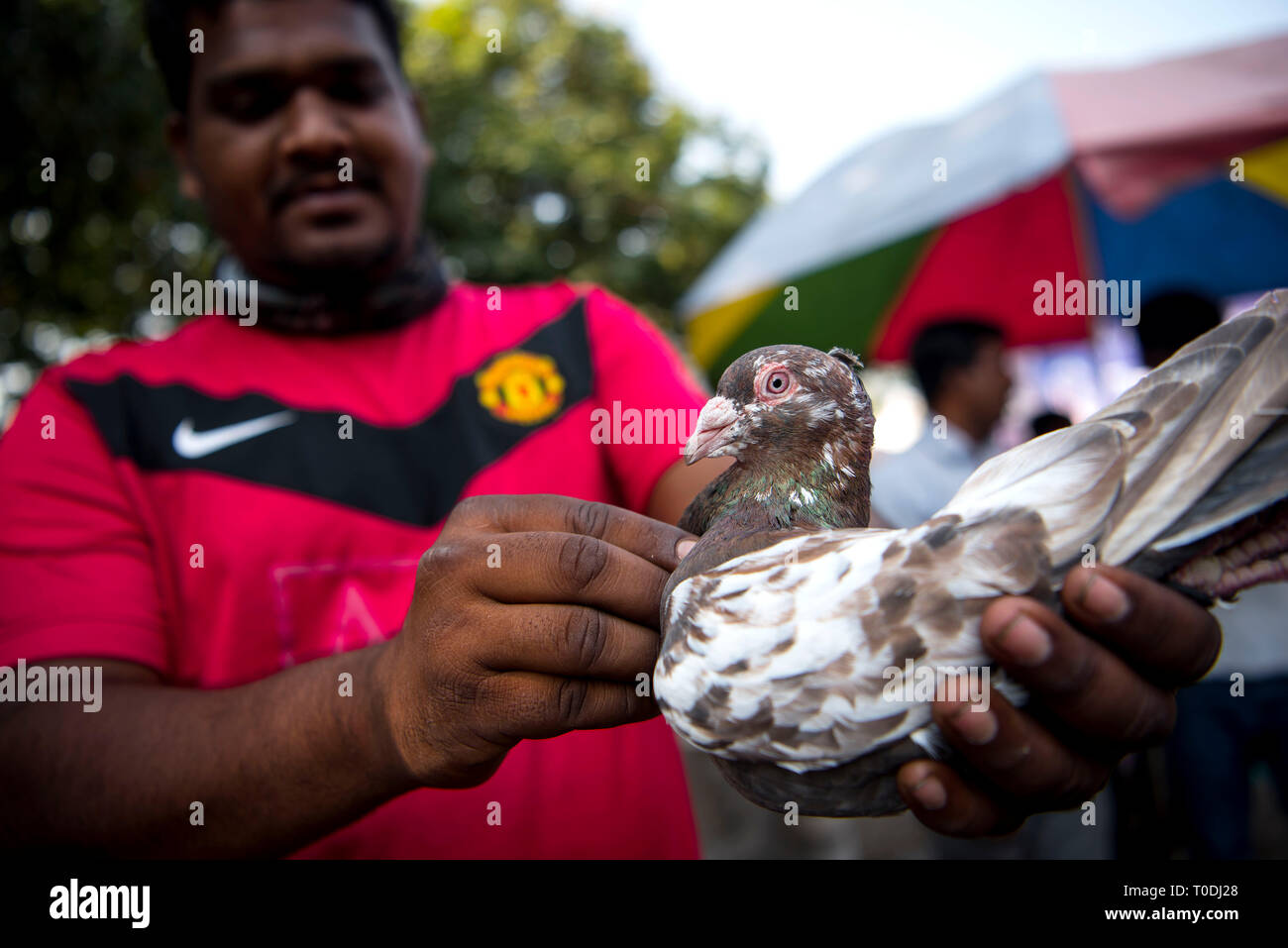 Man checking pigeon before buying, pigeons market, Pune, Maharashtra, India, Asia Stock Photo