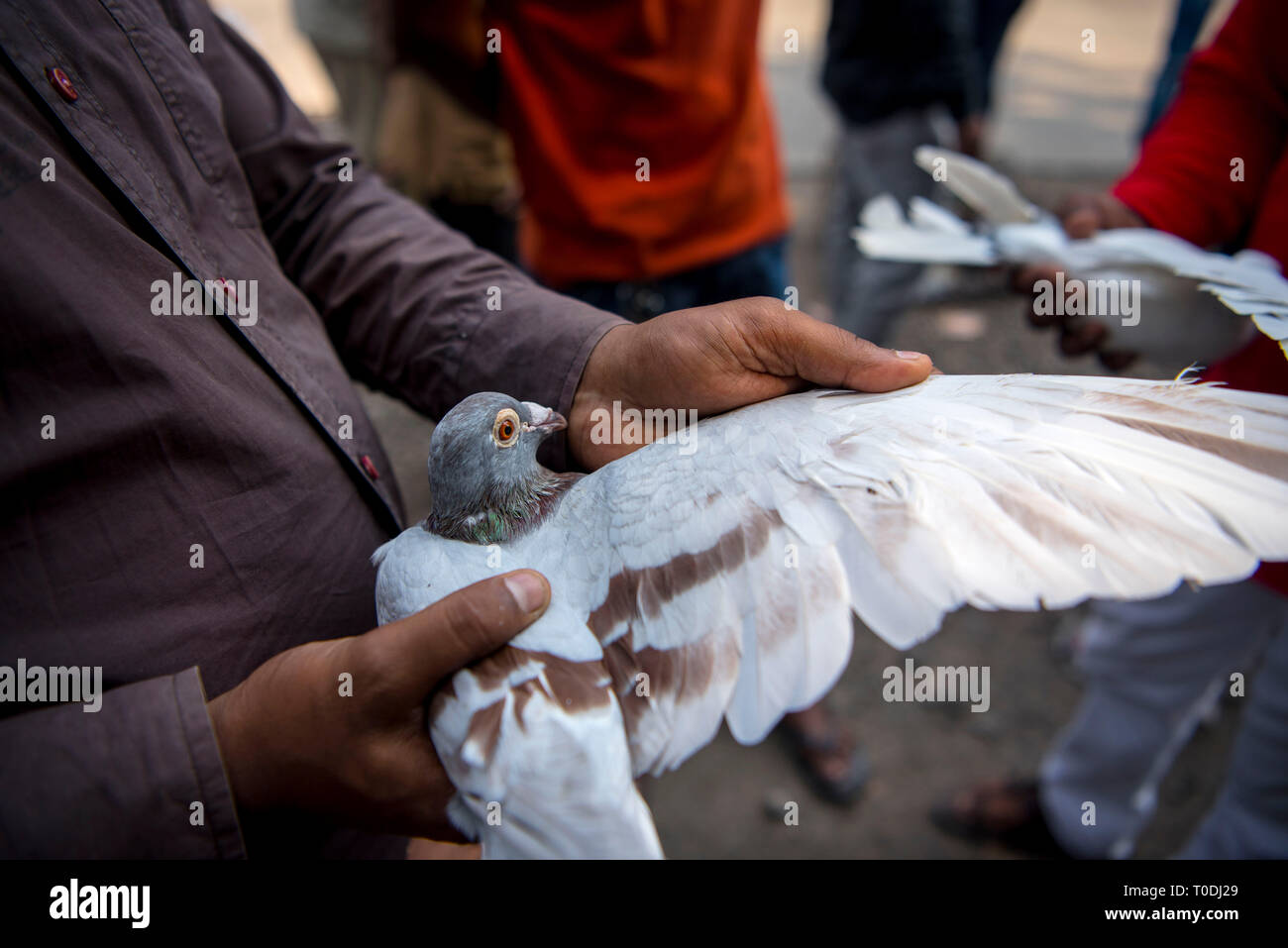Man checking pigeon before buying, pigeons market, Pune, Maharashtra, India, Asia Stock Photo