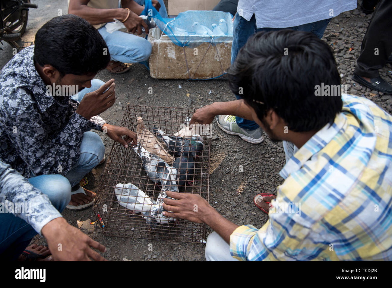 Man checking pigeon before buying, pigeons market, Pune, Maharashtra, India, Asia Stock Photo