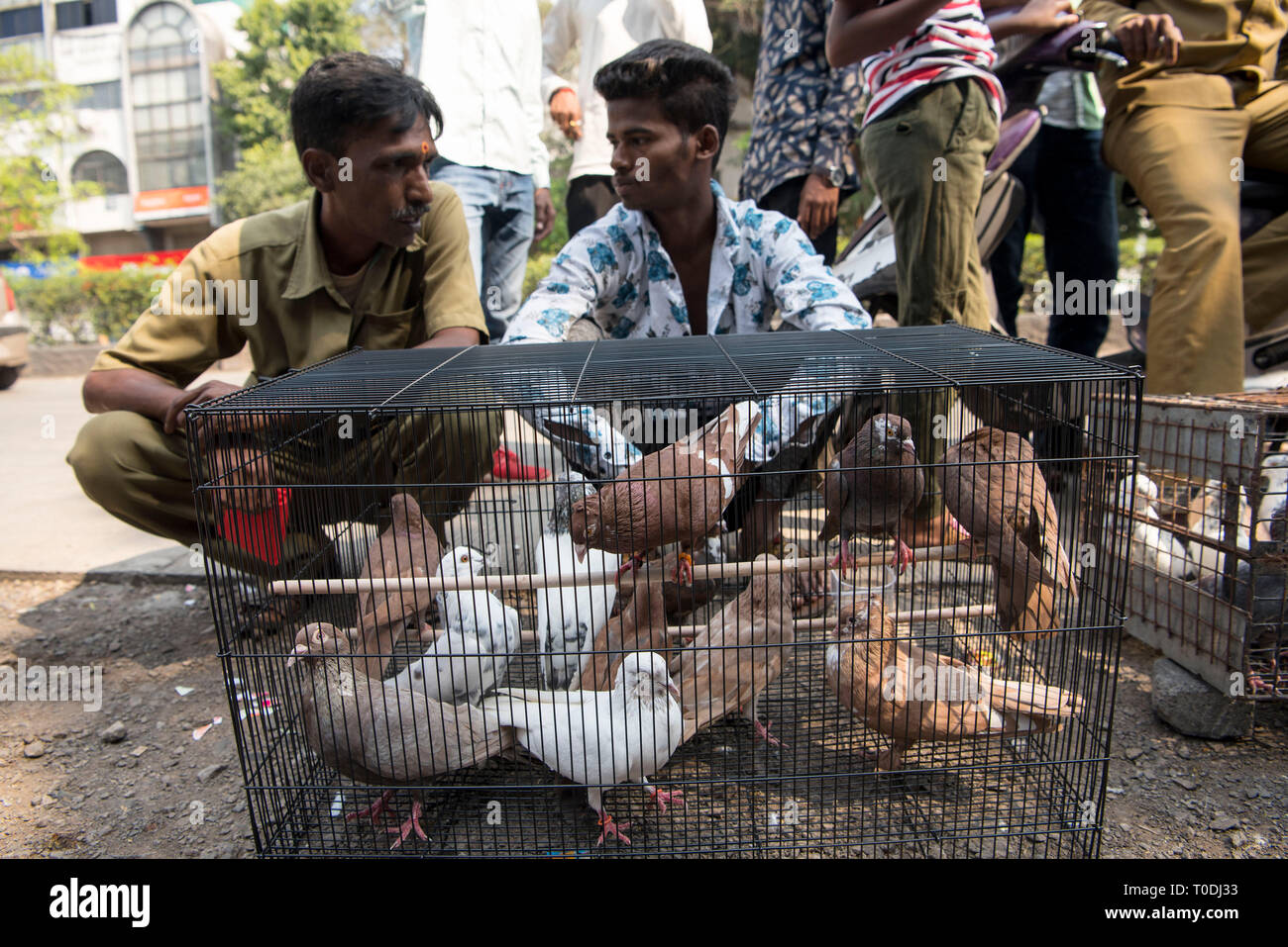 Pigeons in cage, pigeons market, Pune, Maharashtra, India, Asia Stock Photo
