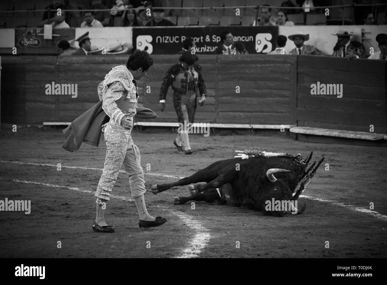 The toro kill of matador bullfighter Victor Mora who celebrates his successful win of the corrida as the bull lies dead in the ring. Stock Photo