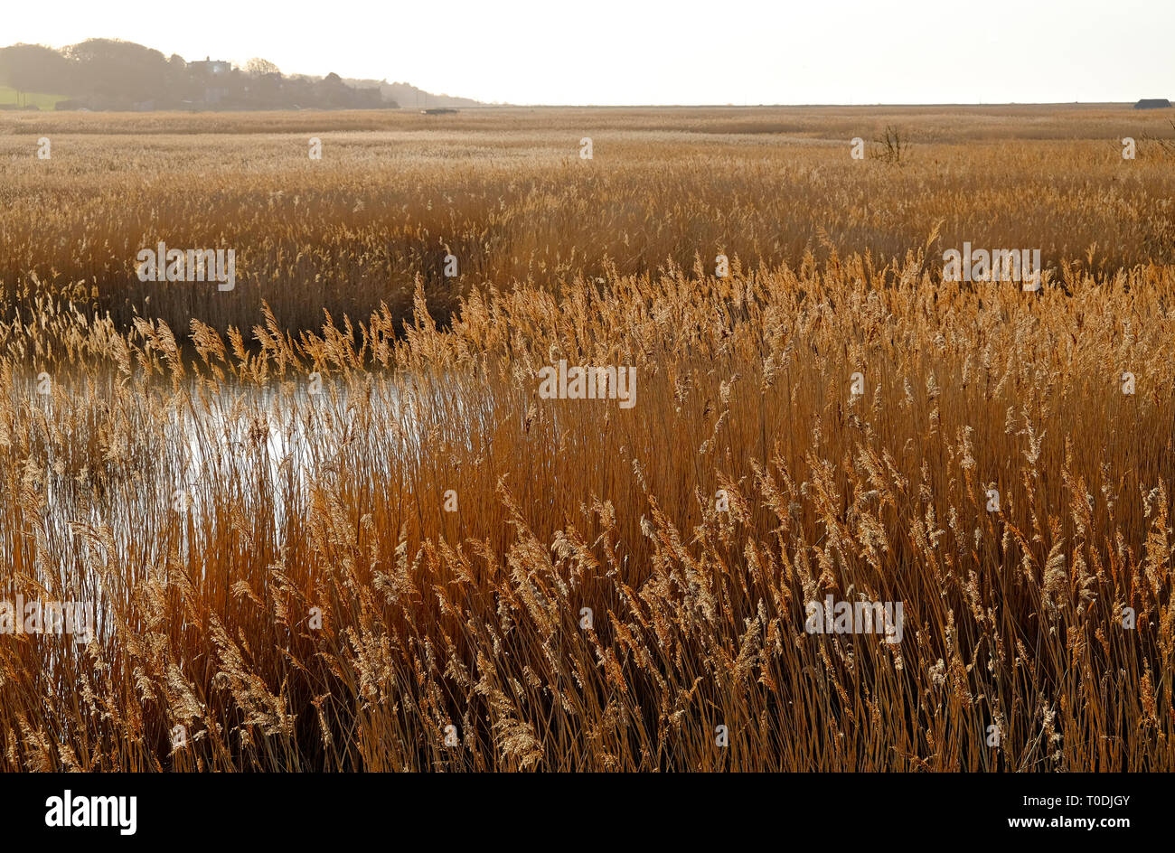 cley marshes, cley-next-the-sea, north norfolk, england Stock Photo