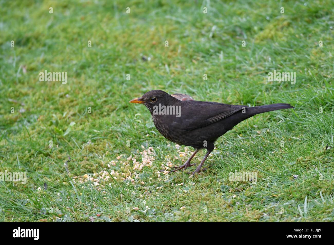 A female blackbird feeds on the grass. Blackbirds usually feed on the ground rather than from a hanging feeder. Stock Photo