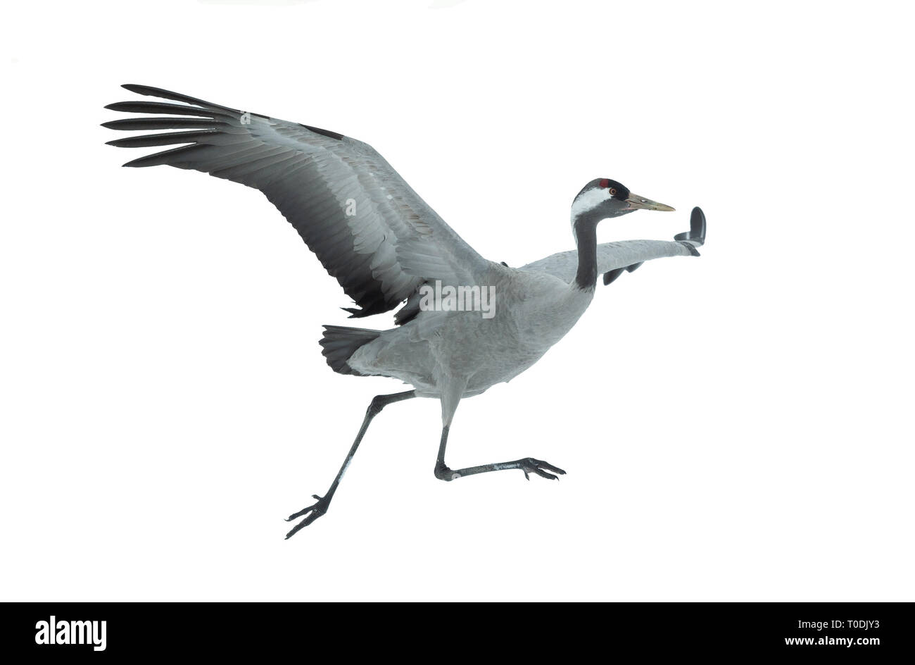 Eurasian crane. Isolated on white background.  Scientific name: Grus grus, Grus communis.  Eurasian or common crane. Stock Photo