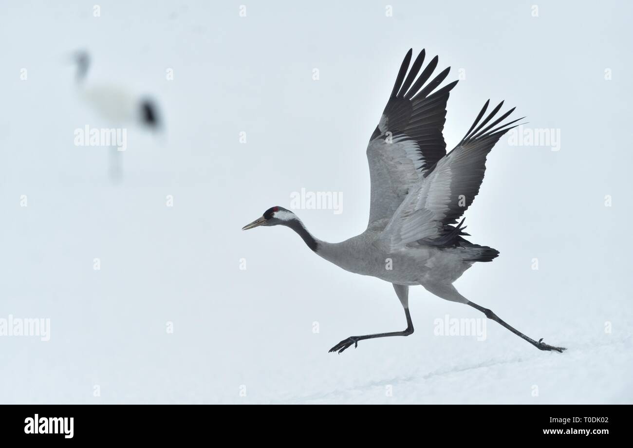 Eurasian crane.  Scientific name: Grus grus, Grus communis.  Eurasian or common crane. Winter season Stock Photo