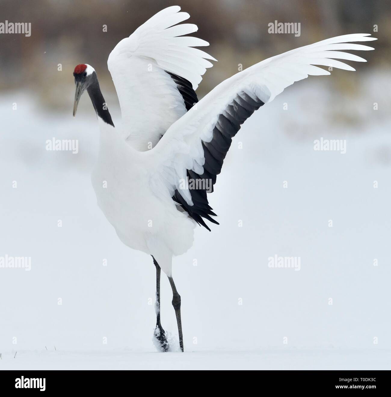 Dancing Crane. The ritual marriage dance. The red-crowned crane. Scientific name: Grus japonensis, also called the Japanese  or Manchurian crane, is a Stock Photo