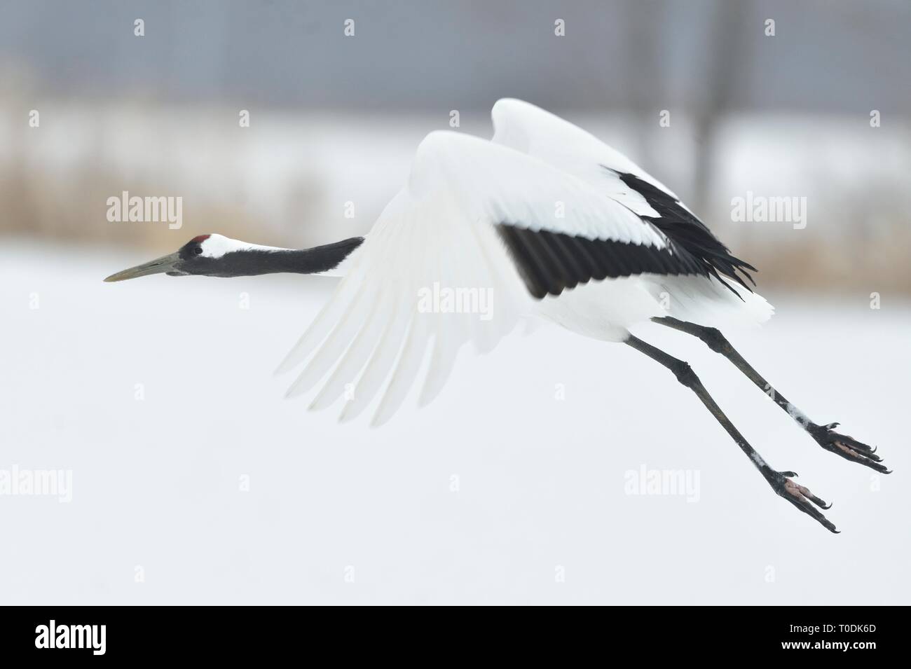 Landing of crane.  The red-crowned crane. Scientific name: Grus japonensis, also called the Japanese  or Manchurian crane, is a large East Asian Crane Stock Photo