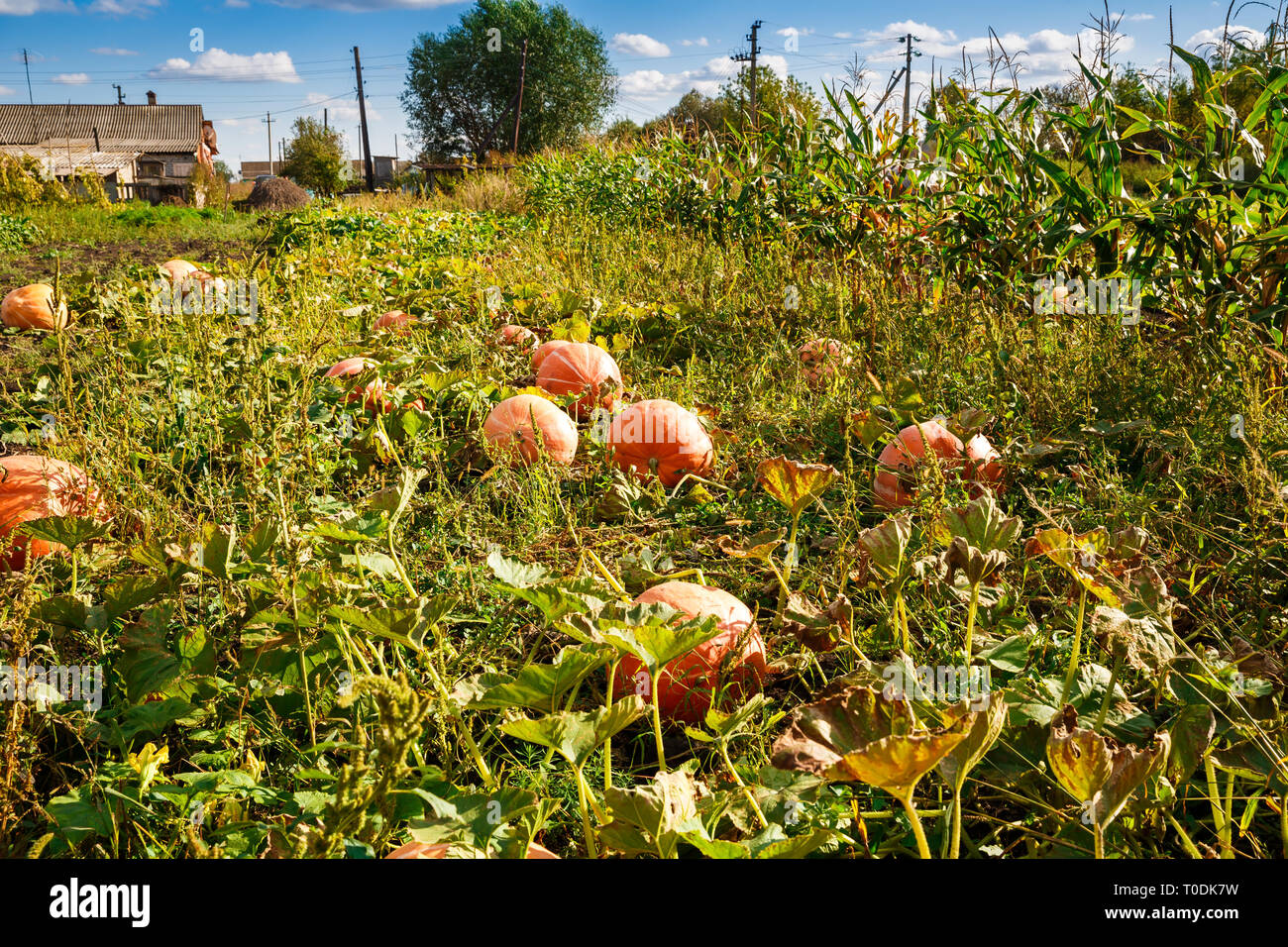 Big pumpkins in the garden in village Stock Photo - Alamy