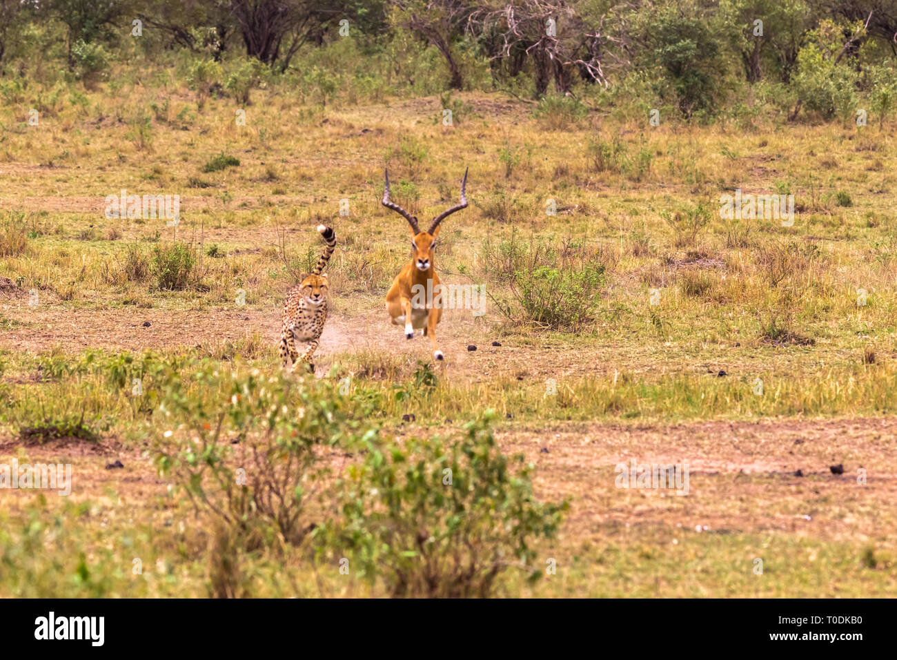 Photo series Cheetah hunting for big Impala. The ninth episode. Masai