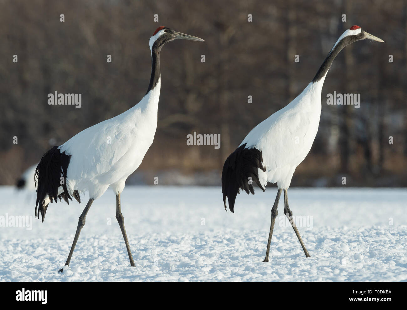 The red-crowned cranes. Scientific name: Grus japonensis, also called ...