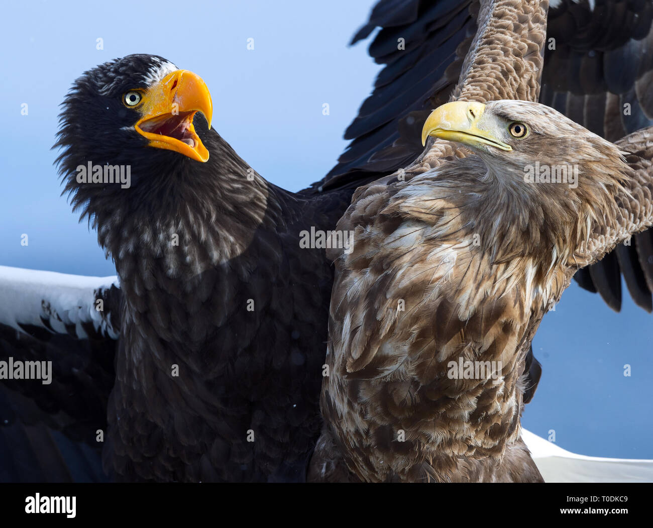 Eagles in fight. Steller's sea eagle fight vs White tailed eagle. Stock Photo