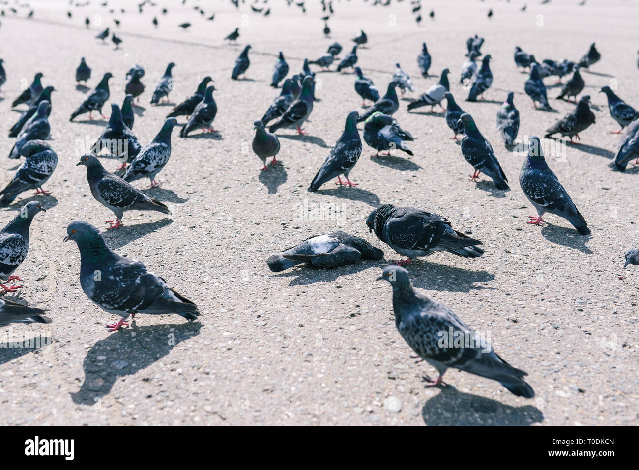 Pigeons walk around a dead bird. A flock of pigeons on the street. Dead pigeon on asphalt Stock Photo