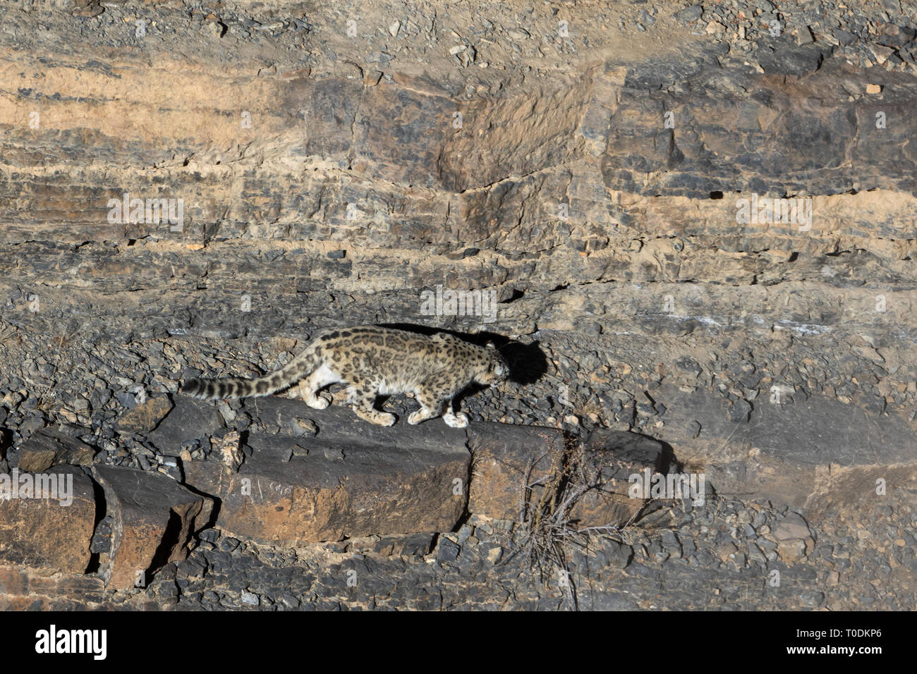 Wild snow leopard (Panthera uncia) in the Himalaya in Spiti Valley near