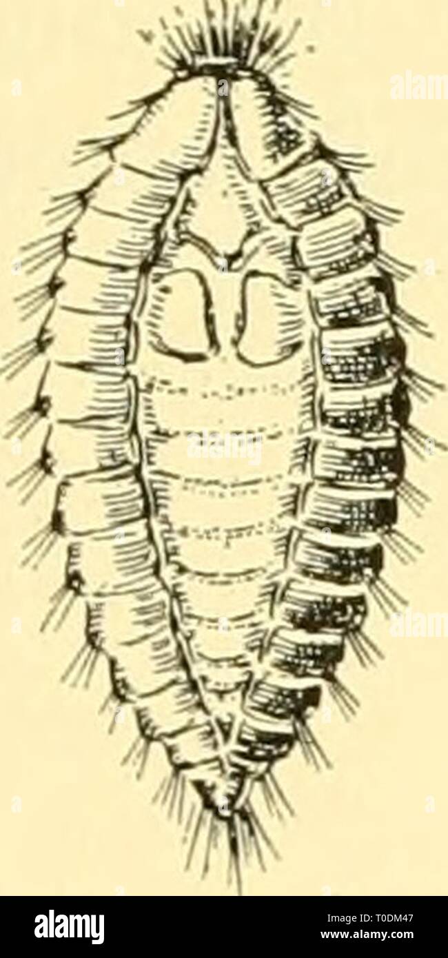 Elementary biology; an introduction to Elementary biology; an introduction to the science of life elementarybiolog00grue Year: 1924 Stock Photo