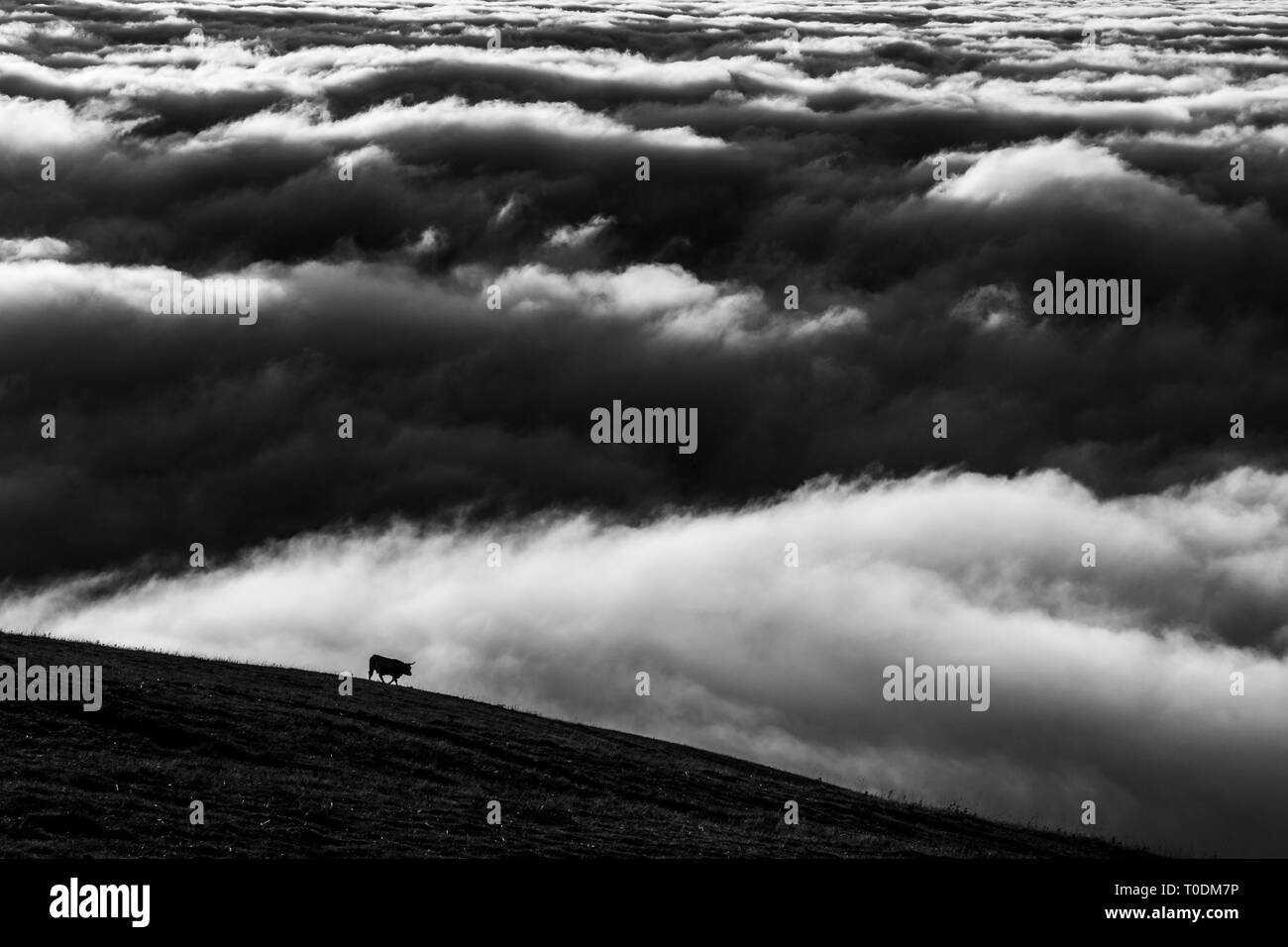 Cow on a mountain over a sea of fog at sunset Stock Photo