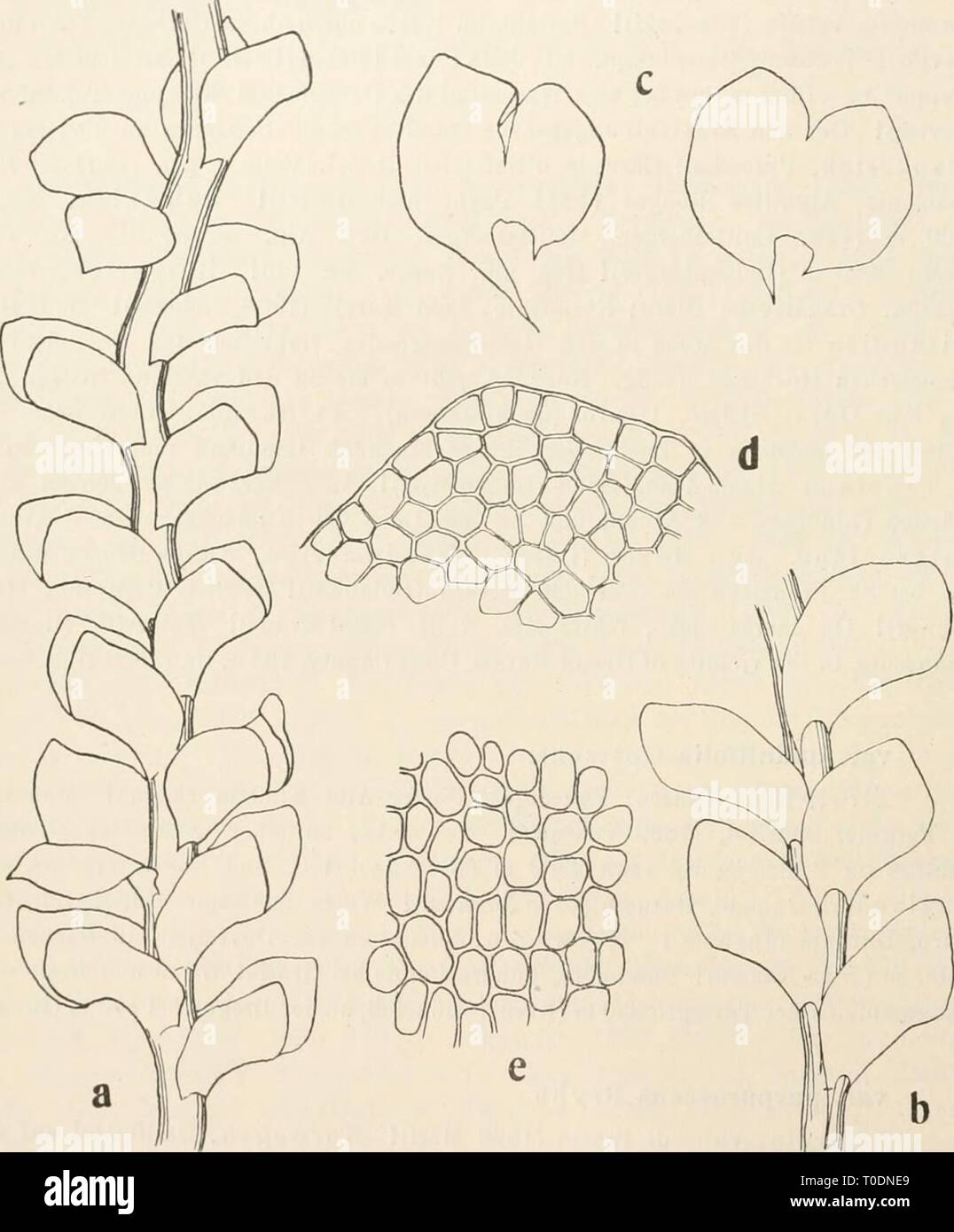Dr L Rabenhorst's Kryptogamen-Flora von Dr. L. Rabenhorst's Kryptogamen-Flora von Deutschland, Oesterreich und der Schweiz drlrabenhorstskr0602rabe Year: 1912  470 Scapania. 254. Scapania obscura^) (Arnell und Jensen) Schiffner, Bryolog. Fragmente Nr. 49, Oesterr. botan. Zeitschr. 1908 Nr. 10. Synonyme: Martinellia obscura Arnell und Jensen, Moose des Sarekgebietes S. 91 (1907). Martinellia subalpiua, forma atra, gracilis et lobis distantibus Arnell, Leberuioosstud. im nördl. Norwegen S. 19 (1892).    Fig. 139. Scapania obscura. a Stengelstück, Verg. ^^i; b Steugelstück von der Unterseite, Ver Stock Photo