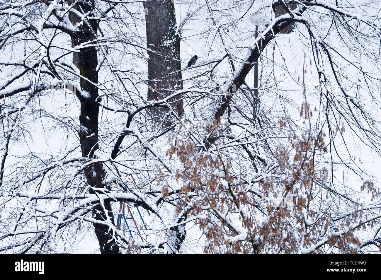Hooded crow standing on a branch covered with snow, shot from Zagreb, Croatia Stock Photo