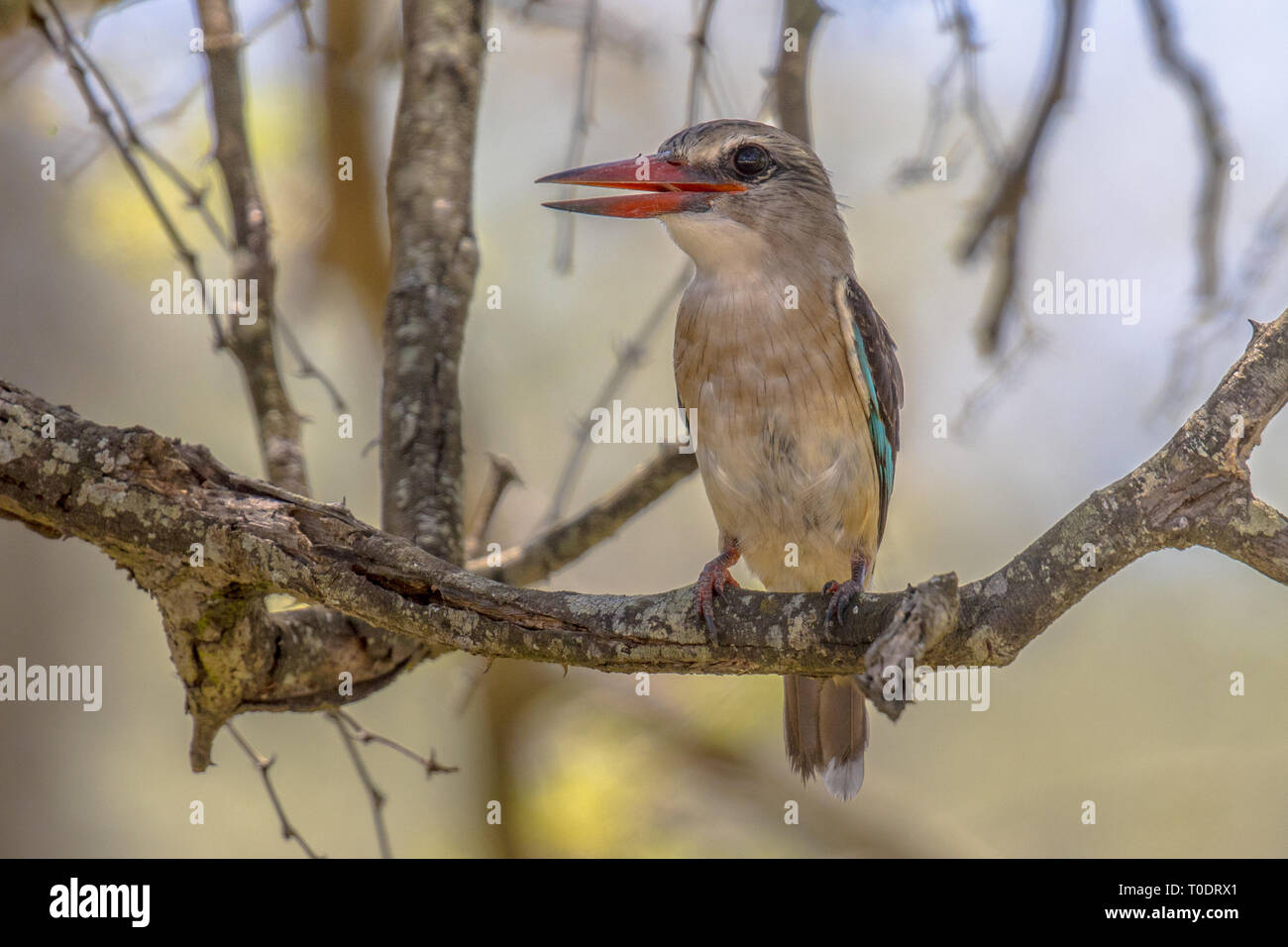 Brown-hooded Kingfisher (Halcyon albiventris) bird perched on branch in shade of tree in Kruger national park South Africa Stock Photo