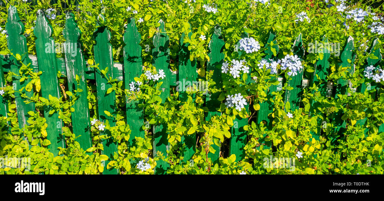 Plumbago auriculata or blue plumbago growing over a wooden picket fence. Stock Photo