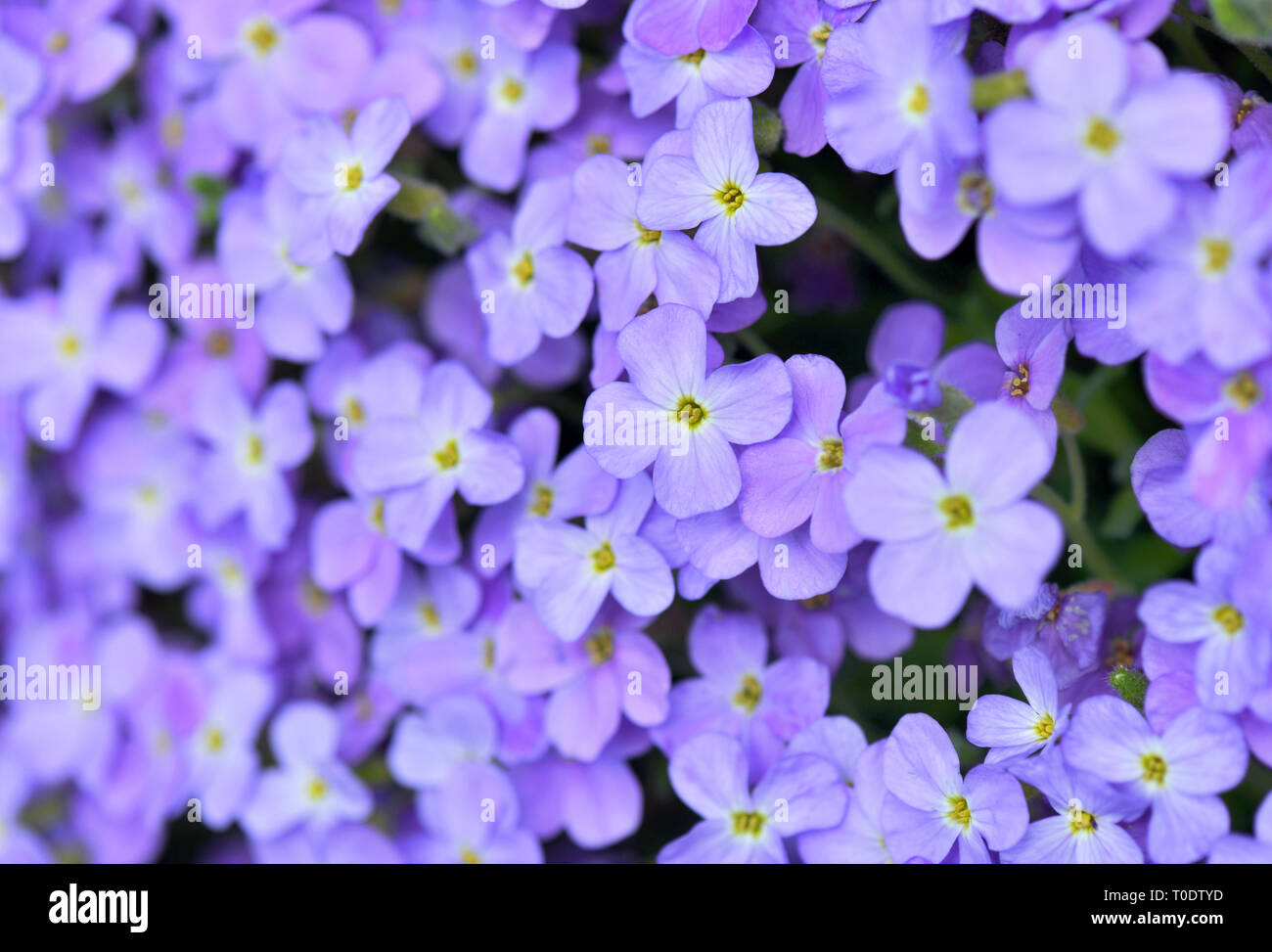 Rock flowers hi-res stock photography and images - Alamy