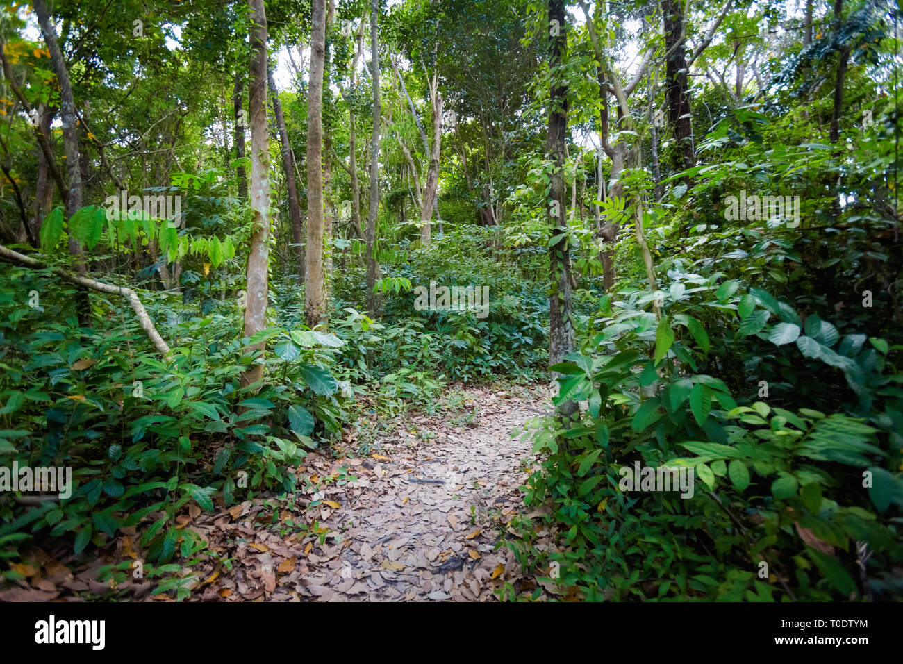 Jungle trekking on tropical island Koh Kradan in Thailand. Beautiful ...