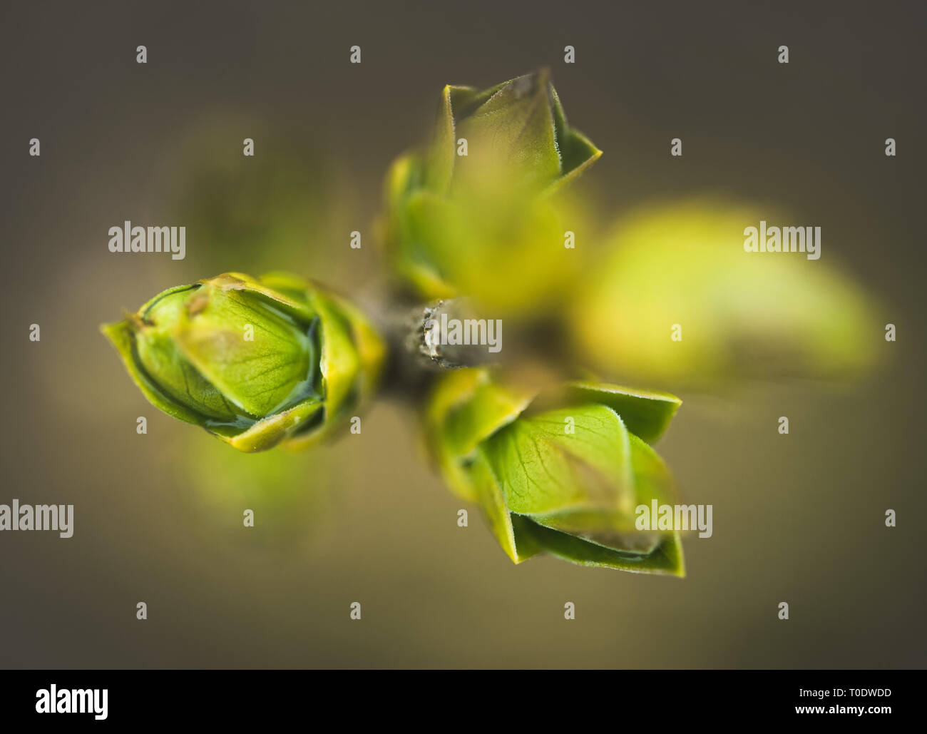 Close up of green leaves Stock Photo - Alamy