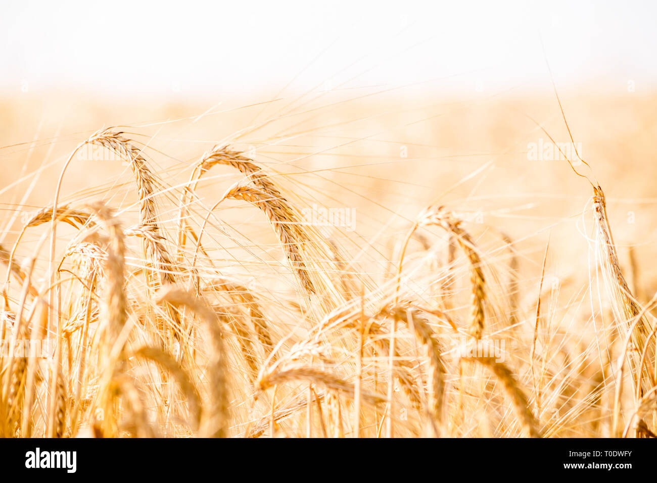 Wheat field. Background of ripening ears of meadow wheat field. Stock Photo