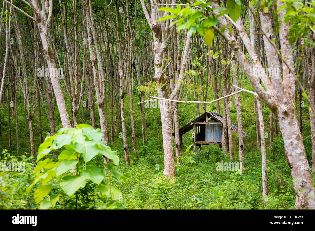 Summer landscape with rubber tree plantation on tropical koh Lanta Noi in  Thailand. Forest and small hut on uninhabited part of the island Stock  Photo - Alamy