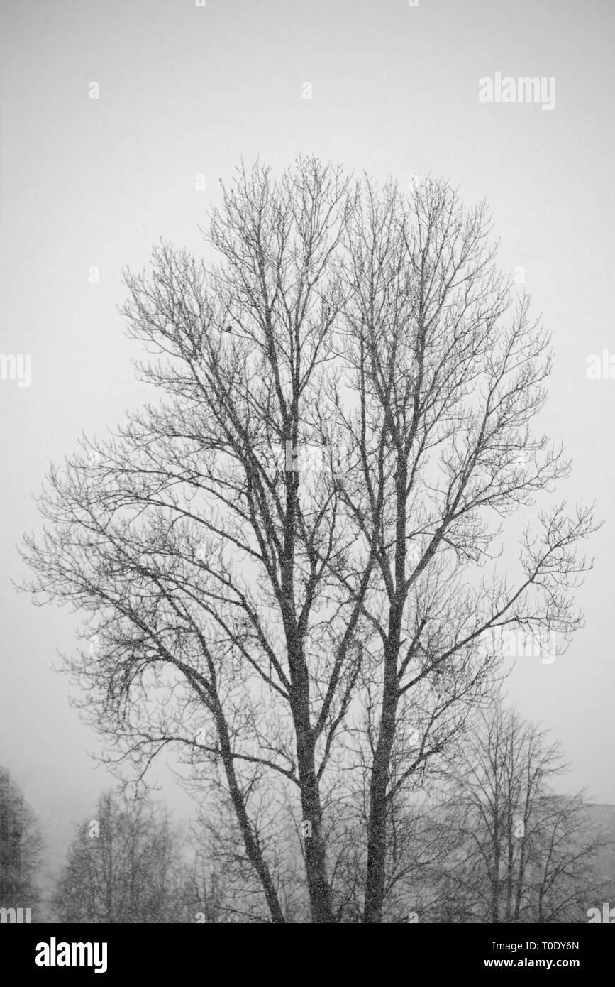 Big lonely tree in heavy snowfall. Winter time Stock Photo