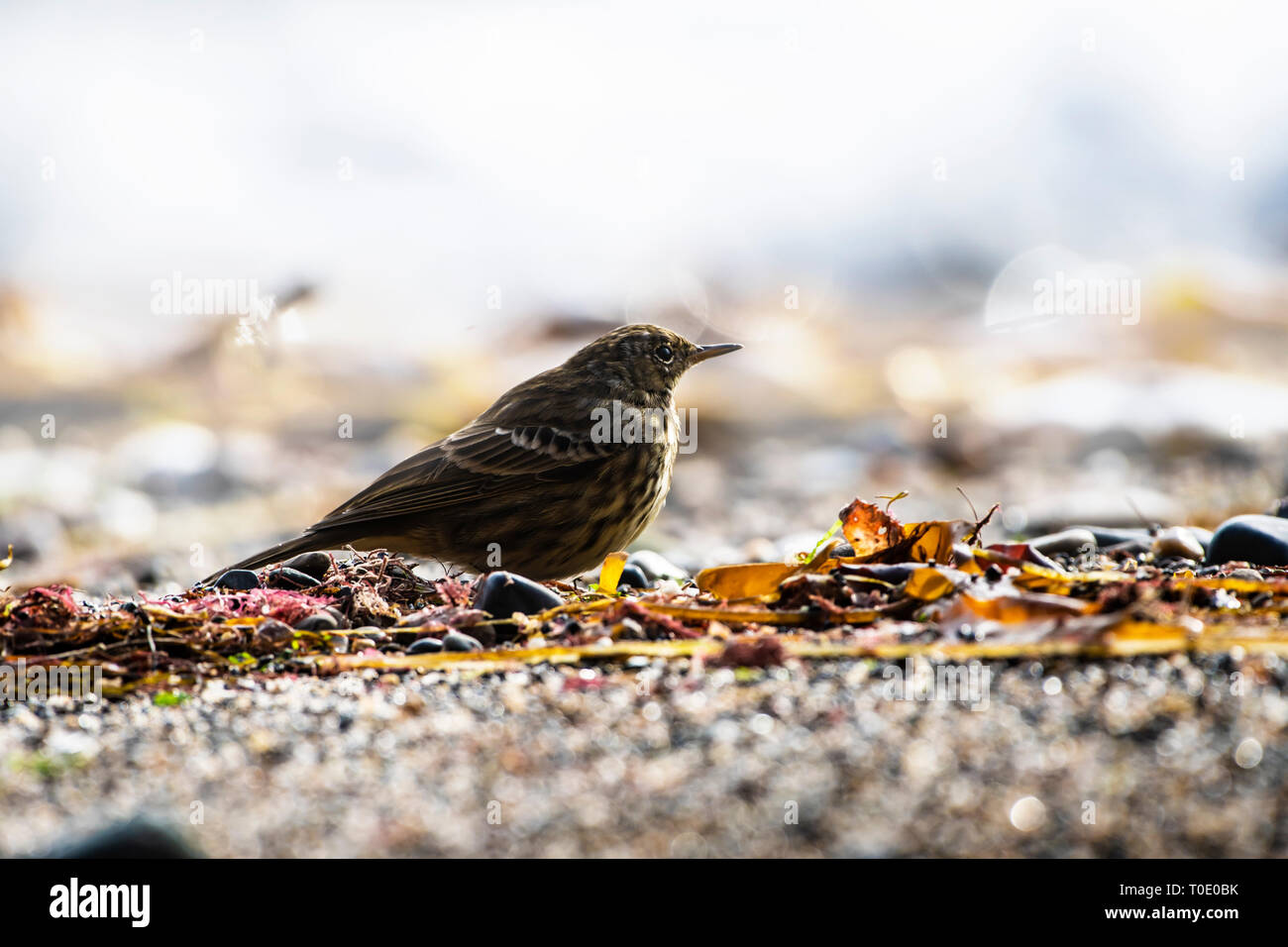 Rock Pipits (Anthus petrosus) searching for food in washed on the beach seaweeds and looking at flies. Stock Photo
