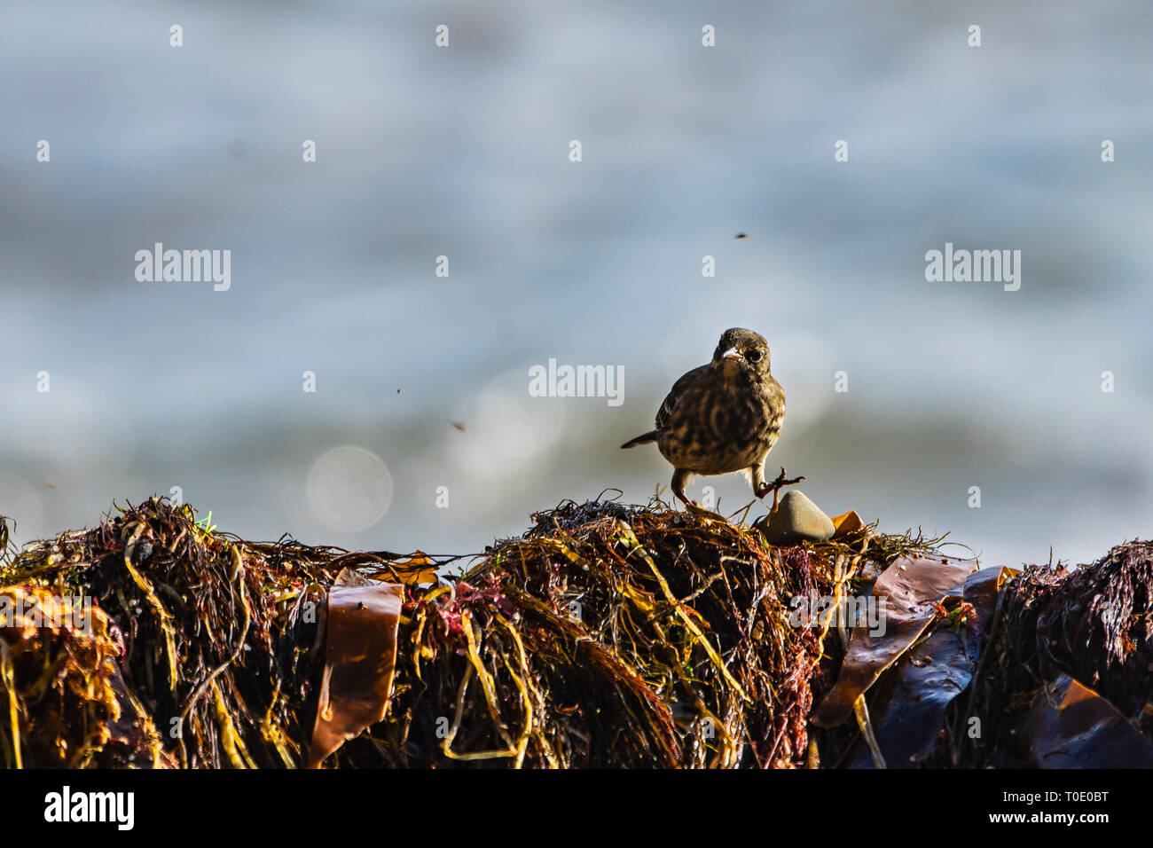 Rock Pipits (Anthus petrosus) searching for food in washed on the beach seaweeds and looking at flies. Stock Photo