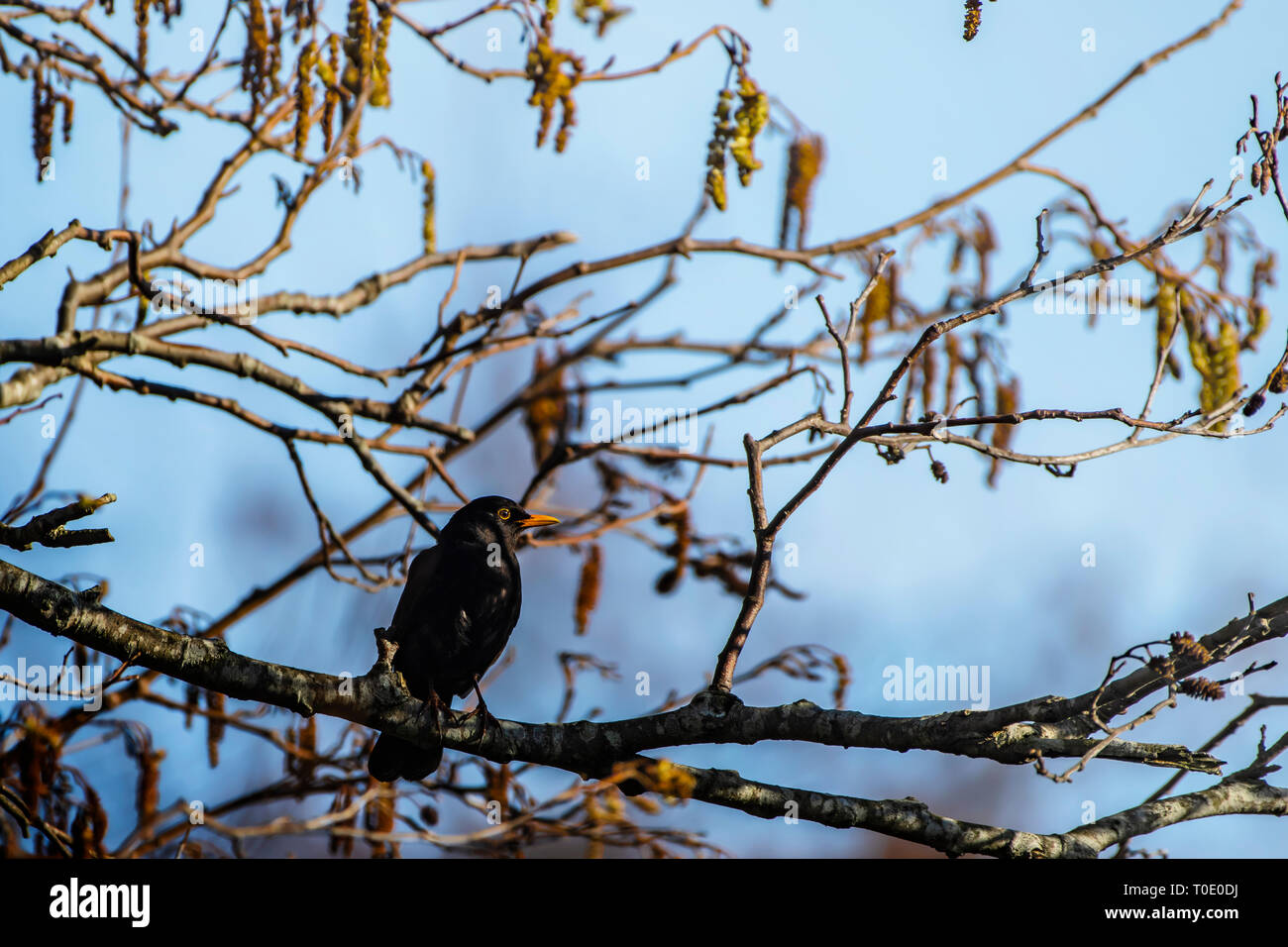 Blackbird perching on a tree branch. Stock Photo