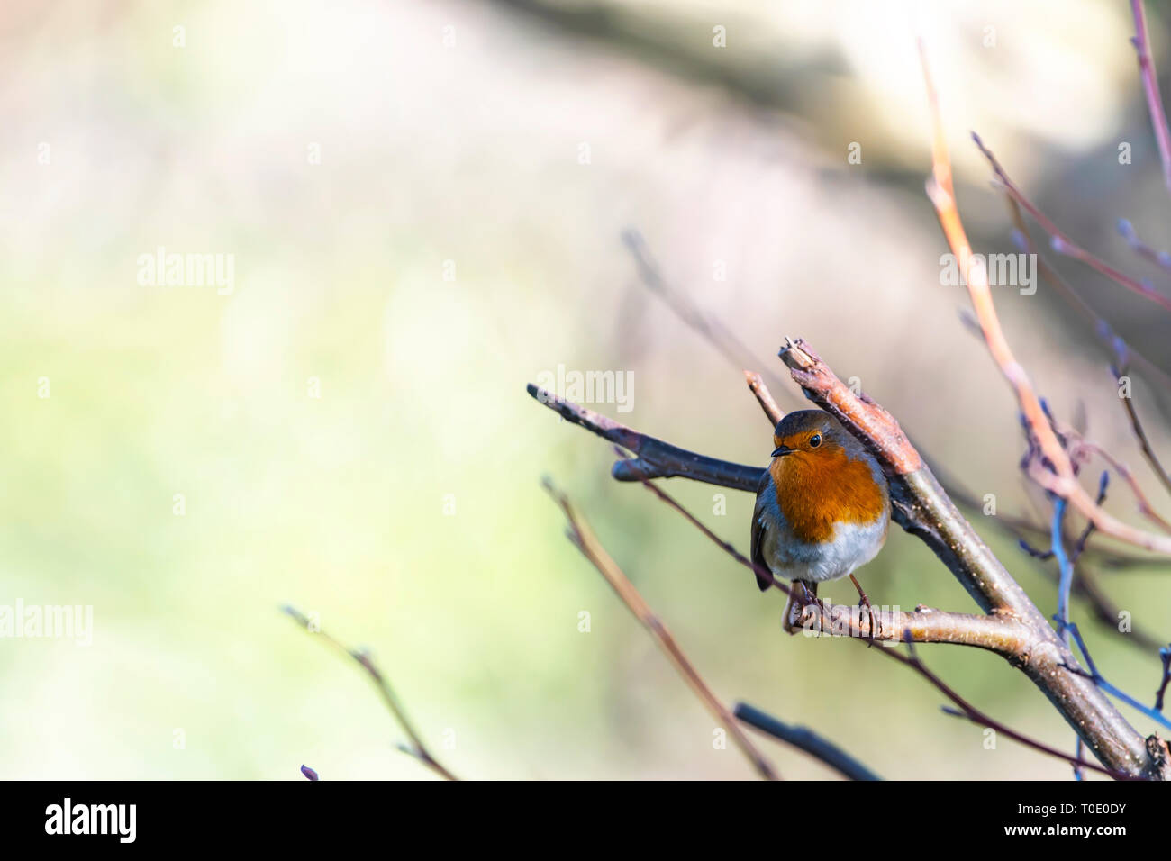 Solitude.  Robin redbreast sitting on the broken tree branch. Stock Photo