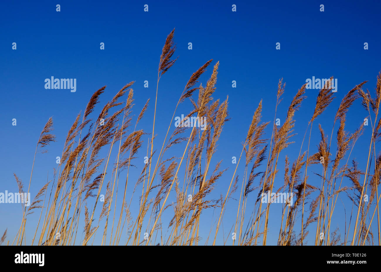 reeds on bright blue sky background Stock Photo