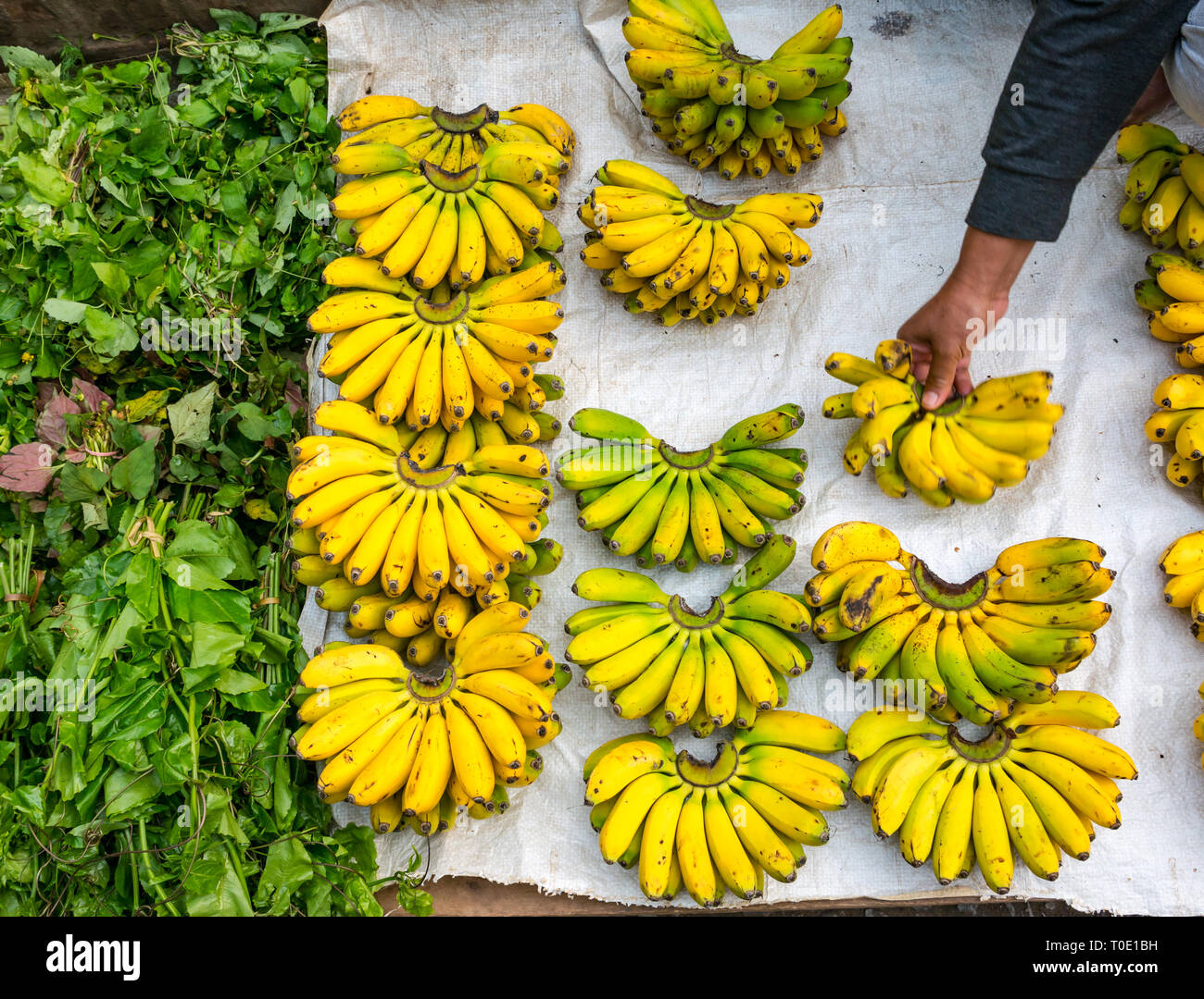 Bananas for sale at morning street food market, Luang Prabang, Laos, SE Asia Stock Photo