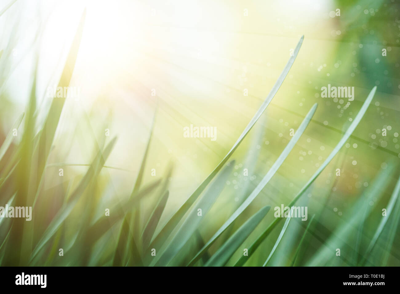 Summer meadow with green grass . Lush green background with morning sun ...
