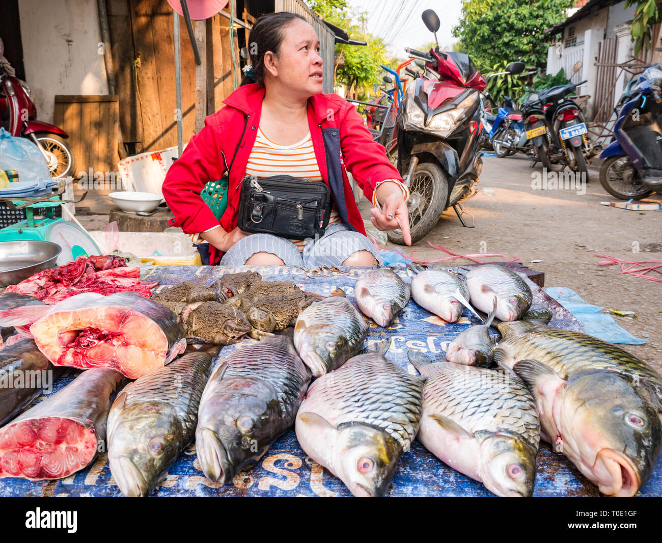 Woman selling fish and live toads at market stall, morning street food market, Luang Prabang, Laos, SE Asia Stock Photo