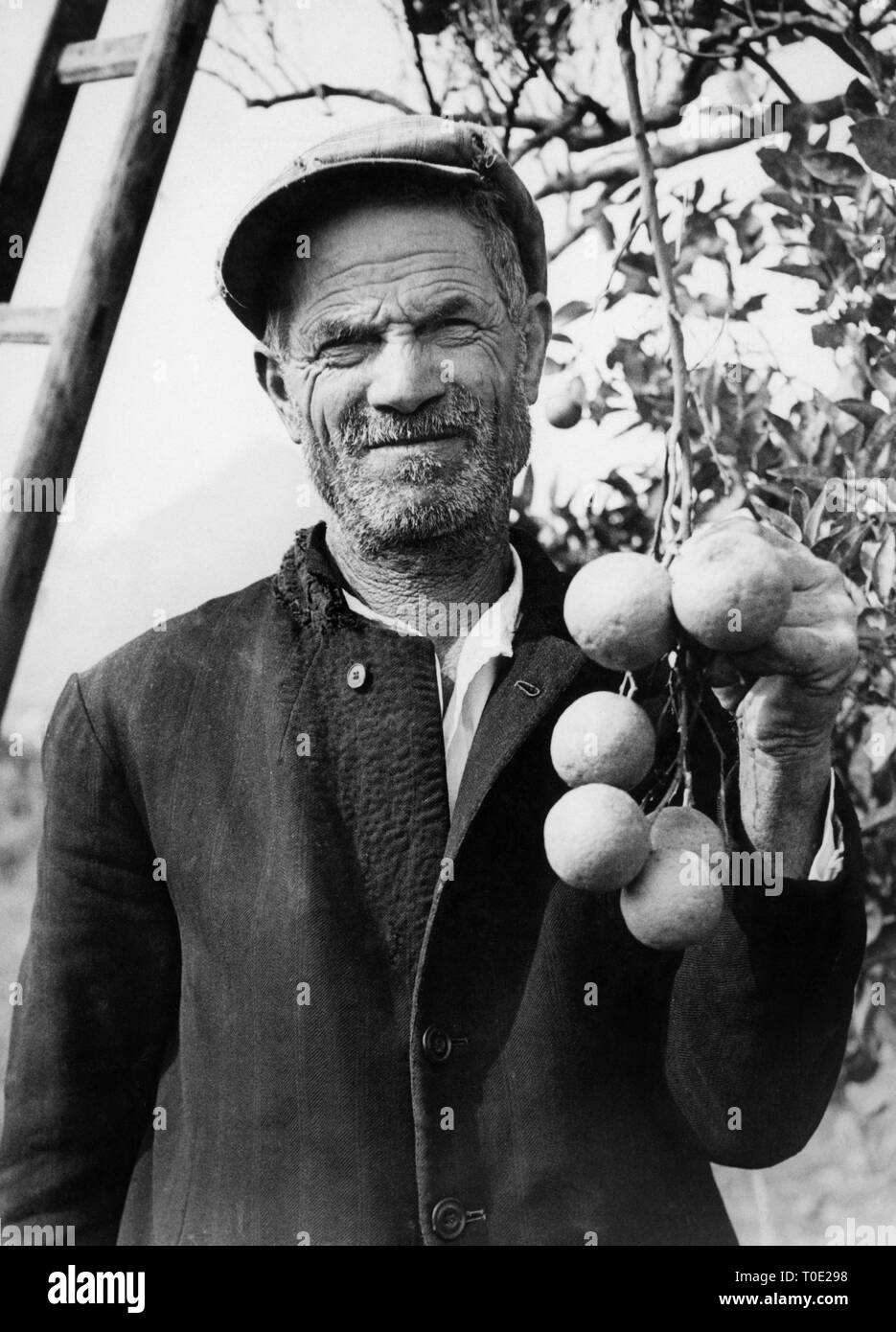 farmer while collecting citrus, palermo, sicily, italy 1930-40 Stock Photo