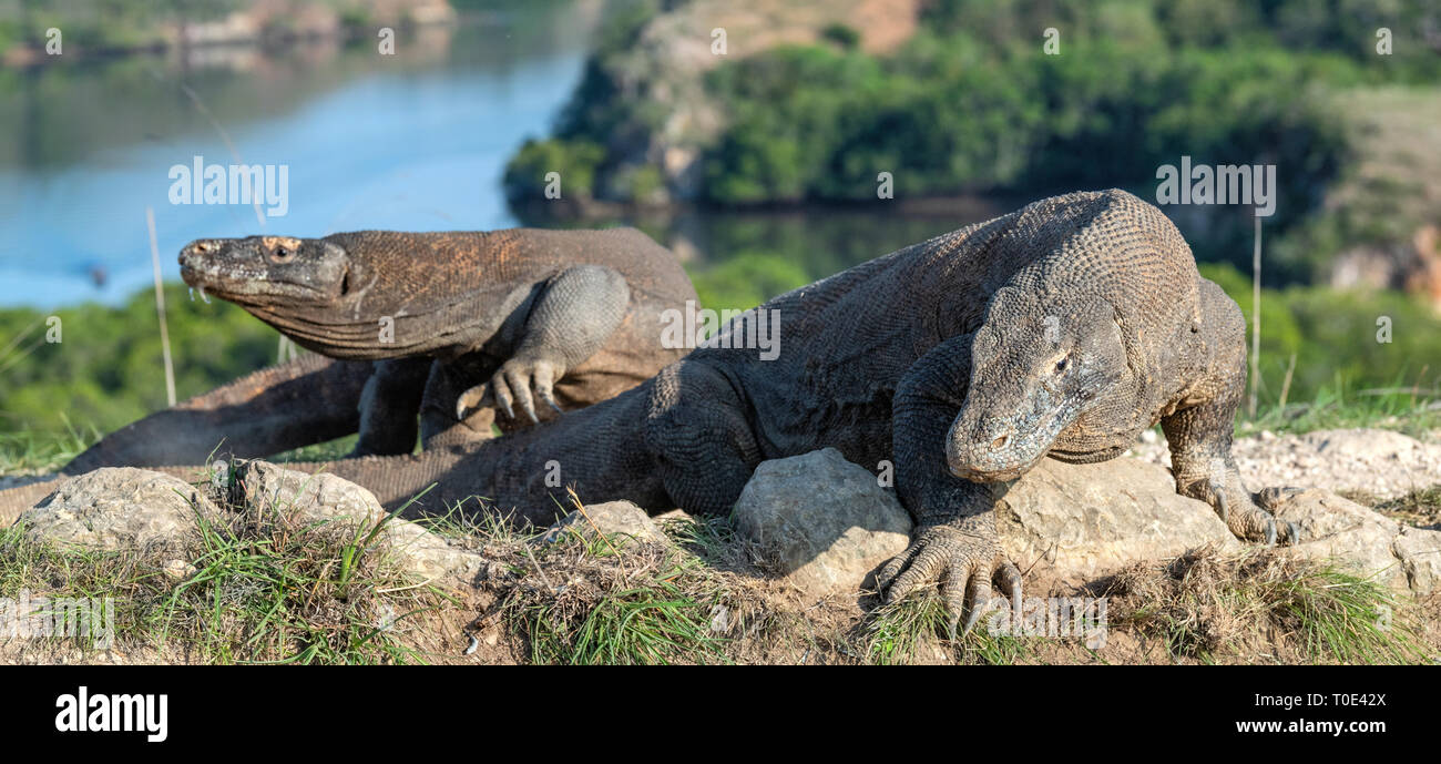 Komodo dragon. Scientific name: Varanus Komodoensis. Indonesia. Rinca