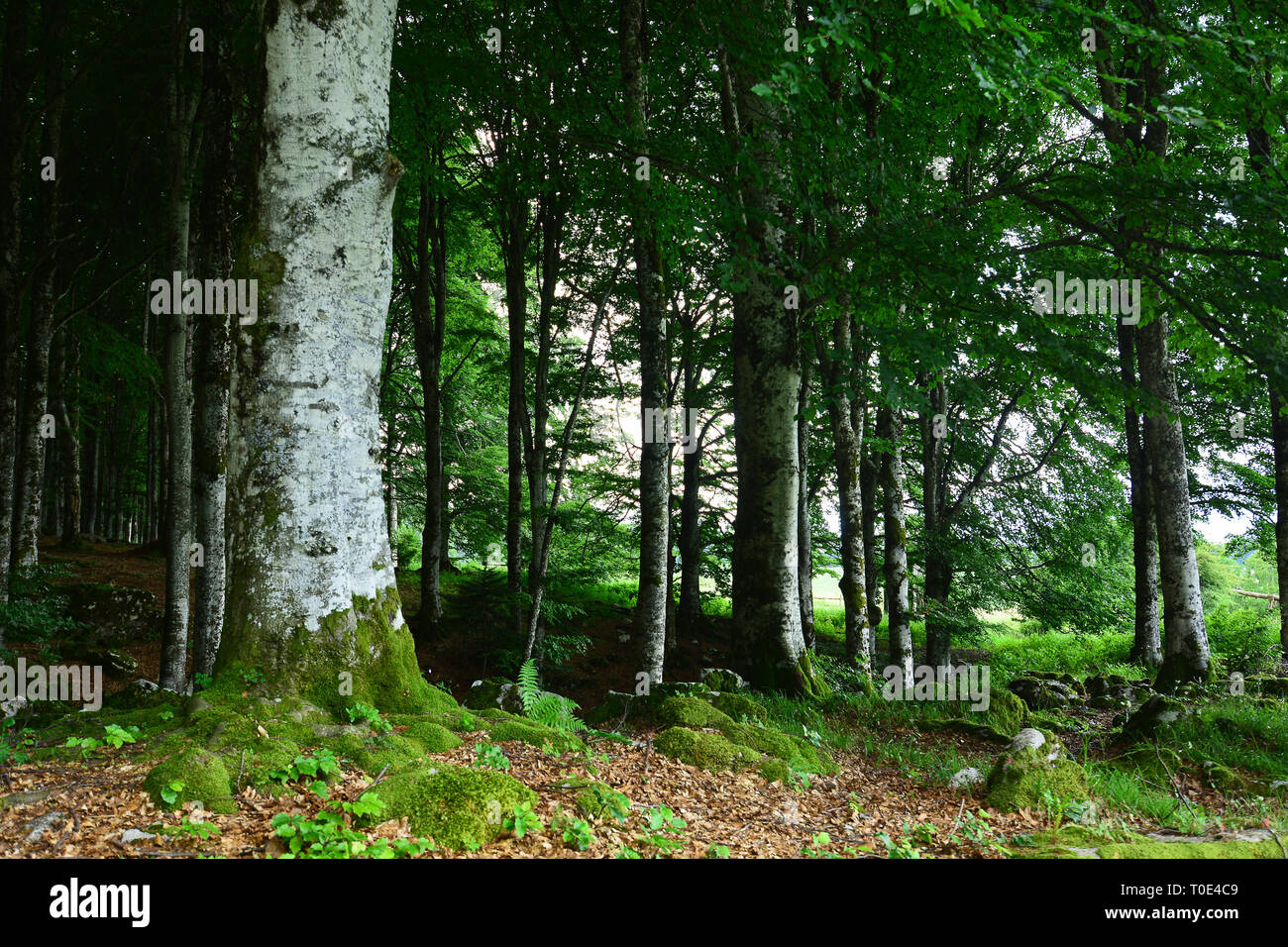beautiful forests in spring Stock Photo