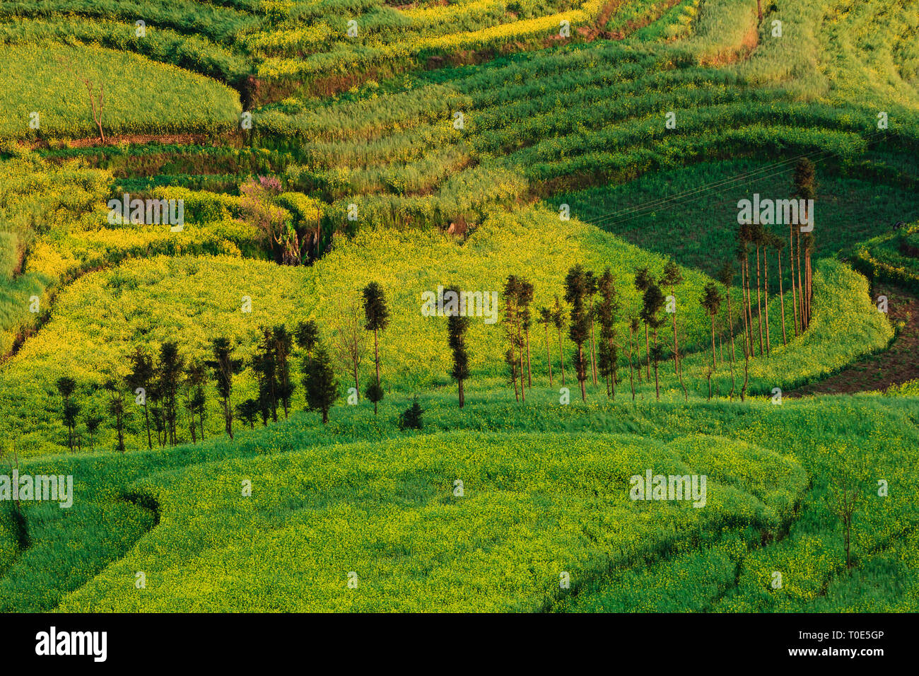 Close up on rapeseed fields in Chinese countryside Stock Photo