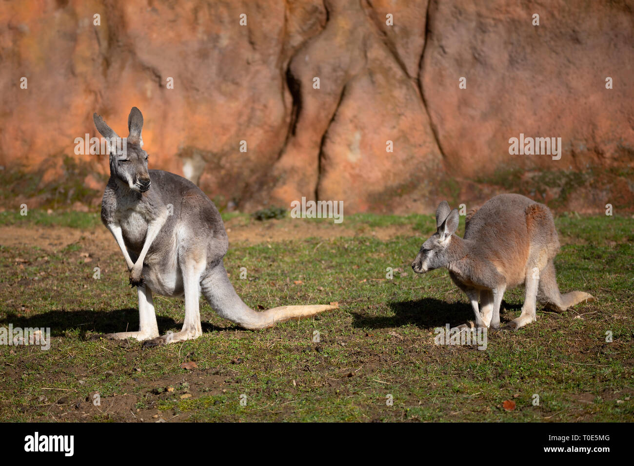 Red kangaroo (Macropus rufus) is the largest of all kangaroos, the largest terrestrial mammal native to Australia Stock Photo